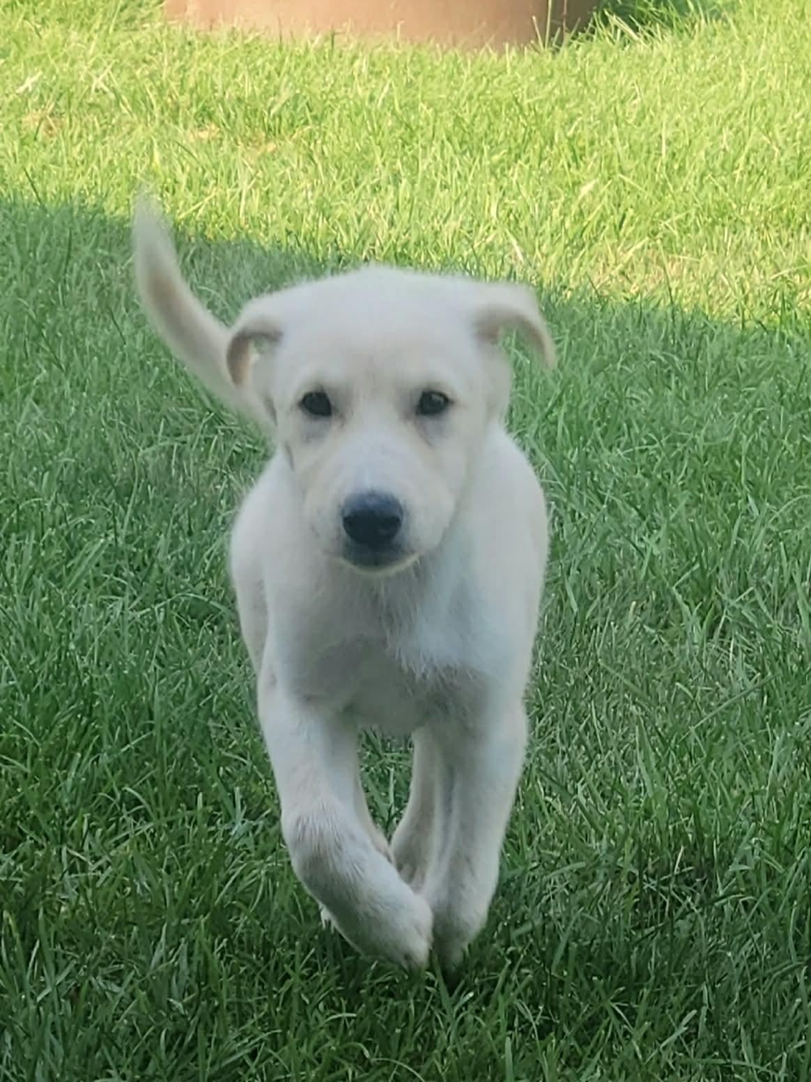 Ella Mae, a ADOPTABLE mixed breed in Wilmington, IL image 2/4