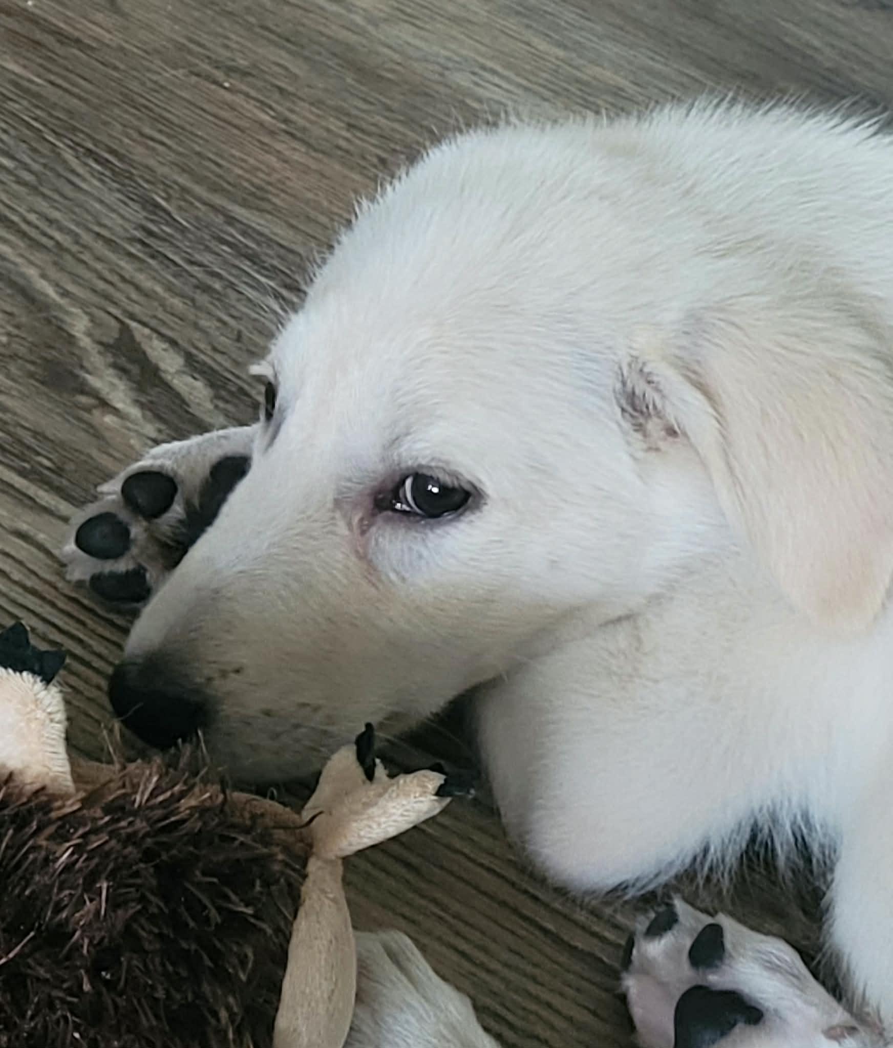 Ella Mae, a ADOPTABLE mixed breed in Wilmington, IL image 4/4
