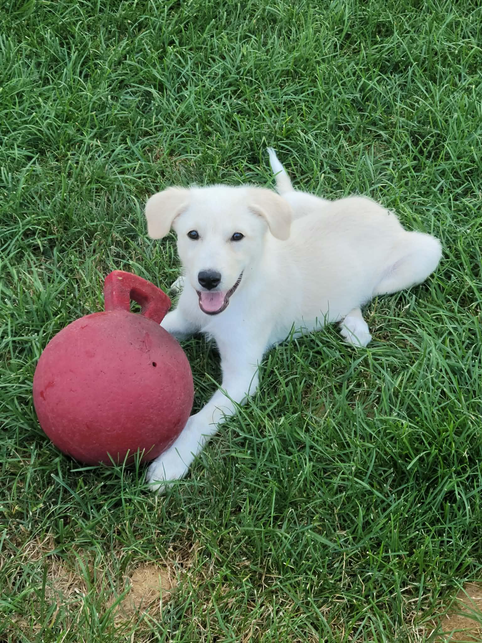 Ella Mae, a ADOPTABLE mixed breed in Wilmington, IL image 1/4