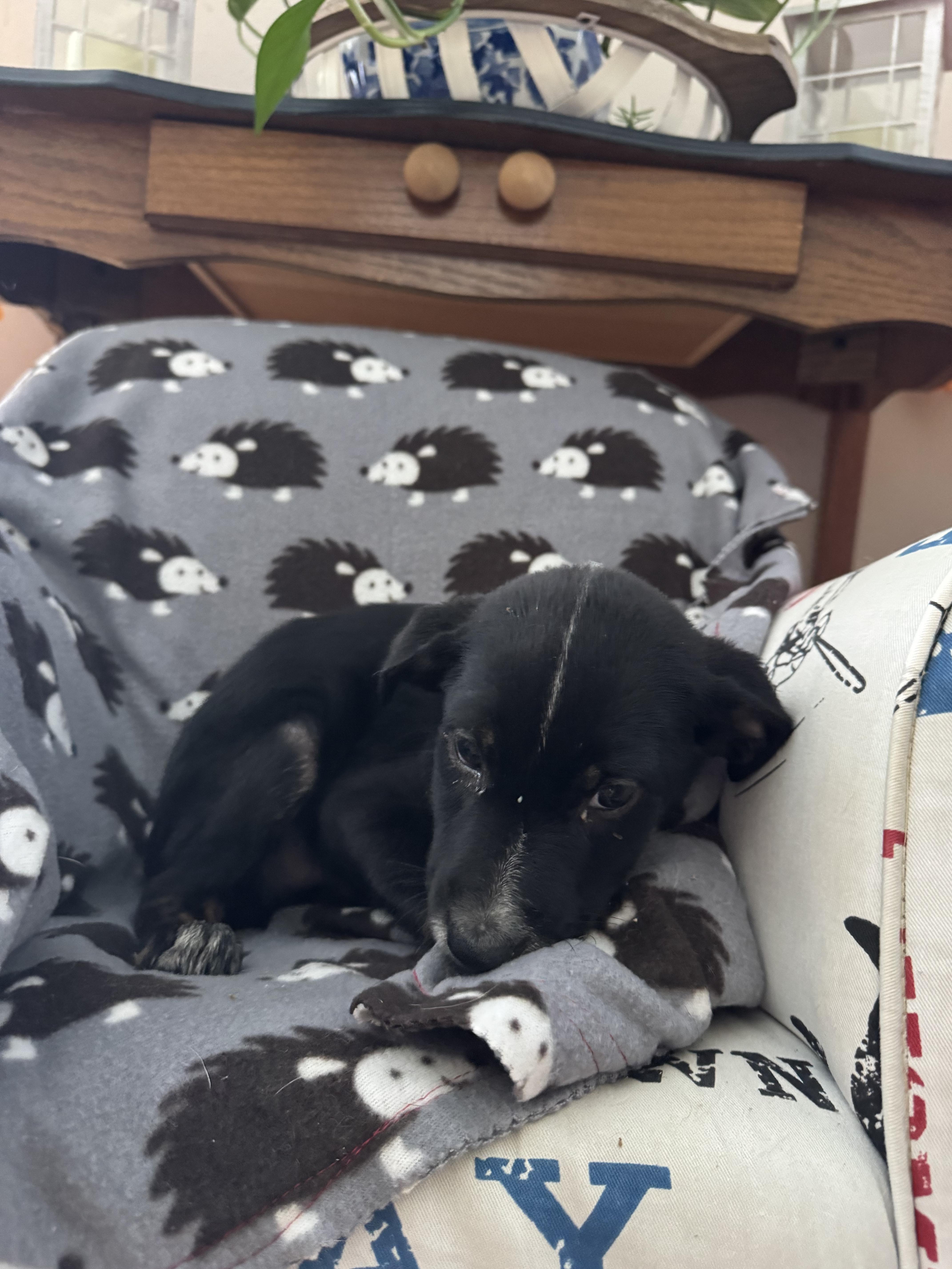Enlarge The lab mix litter, a Adoptable mixed breed in North Freedom, WI image 6/6