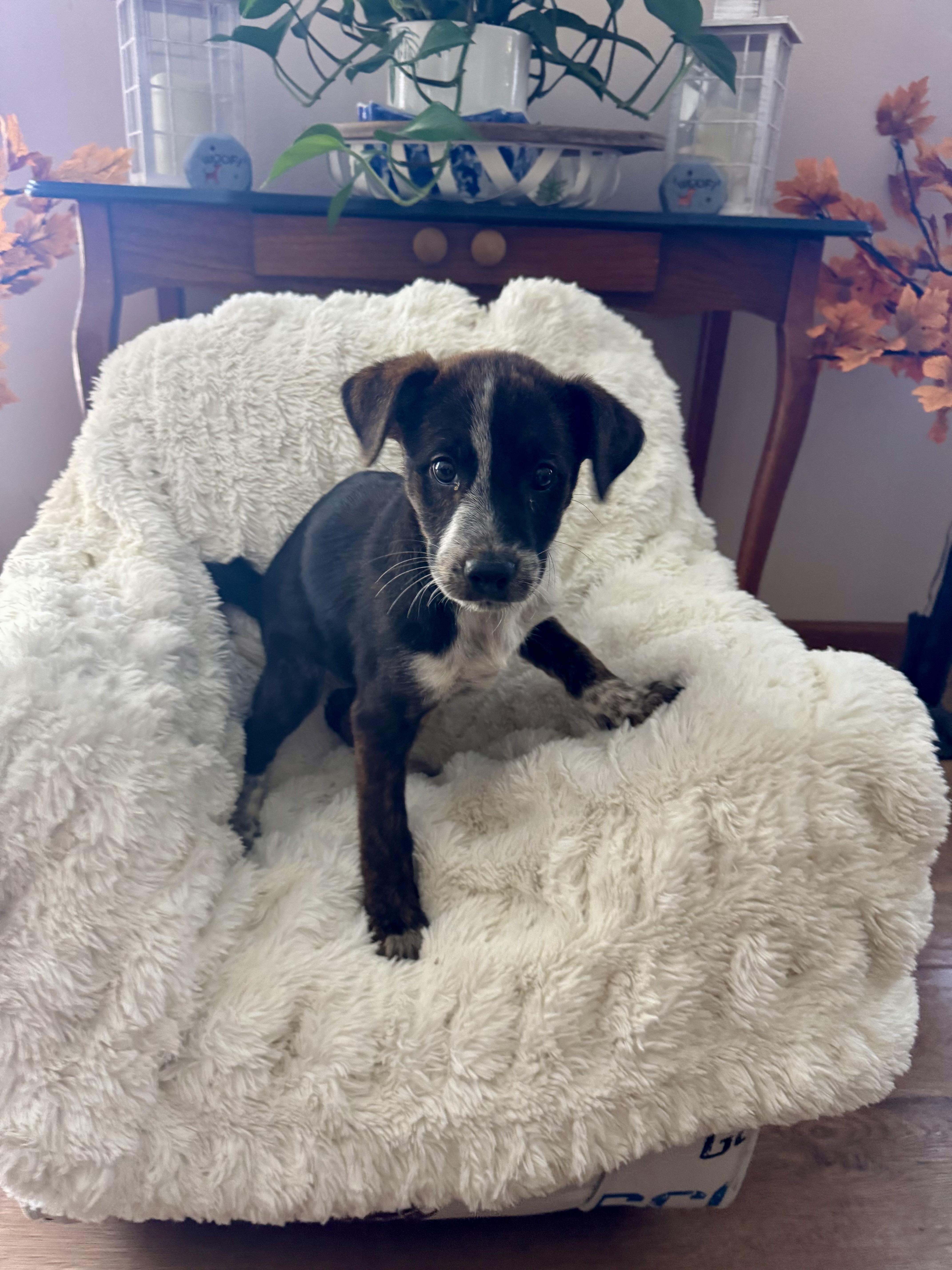 Enlarge The lab mix litter, a Adoptable mixed breed in North Freedom, WI image 2/6