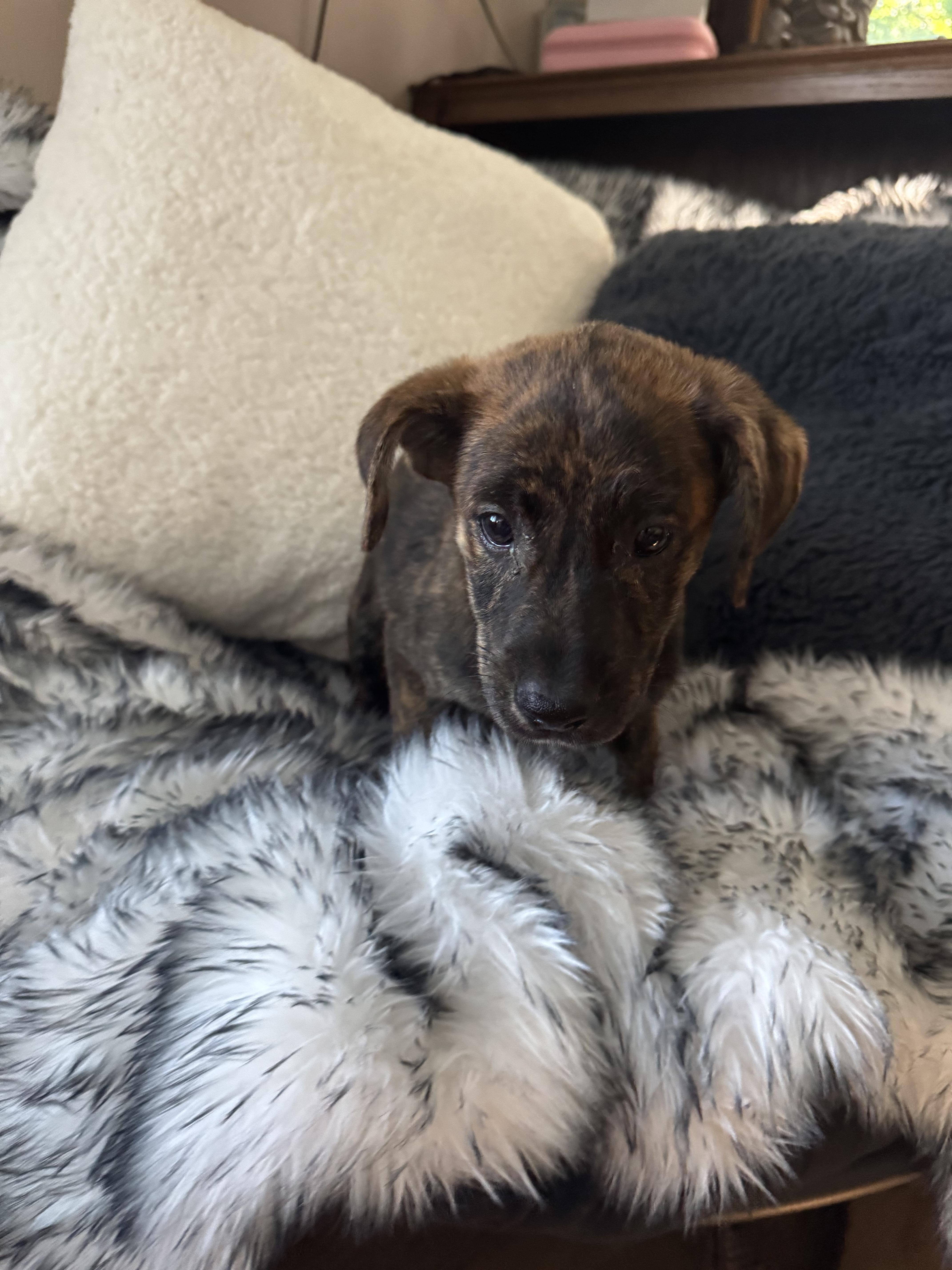 Enlarge The lab mix litter, a Adoptable mixed breed in North Freedom, WI image 3/6