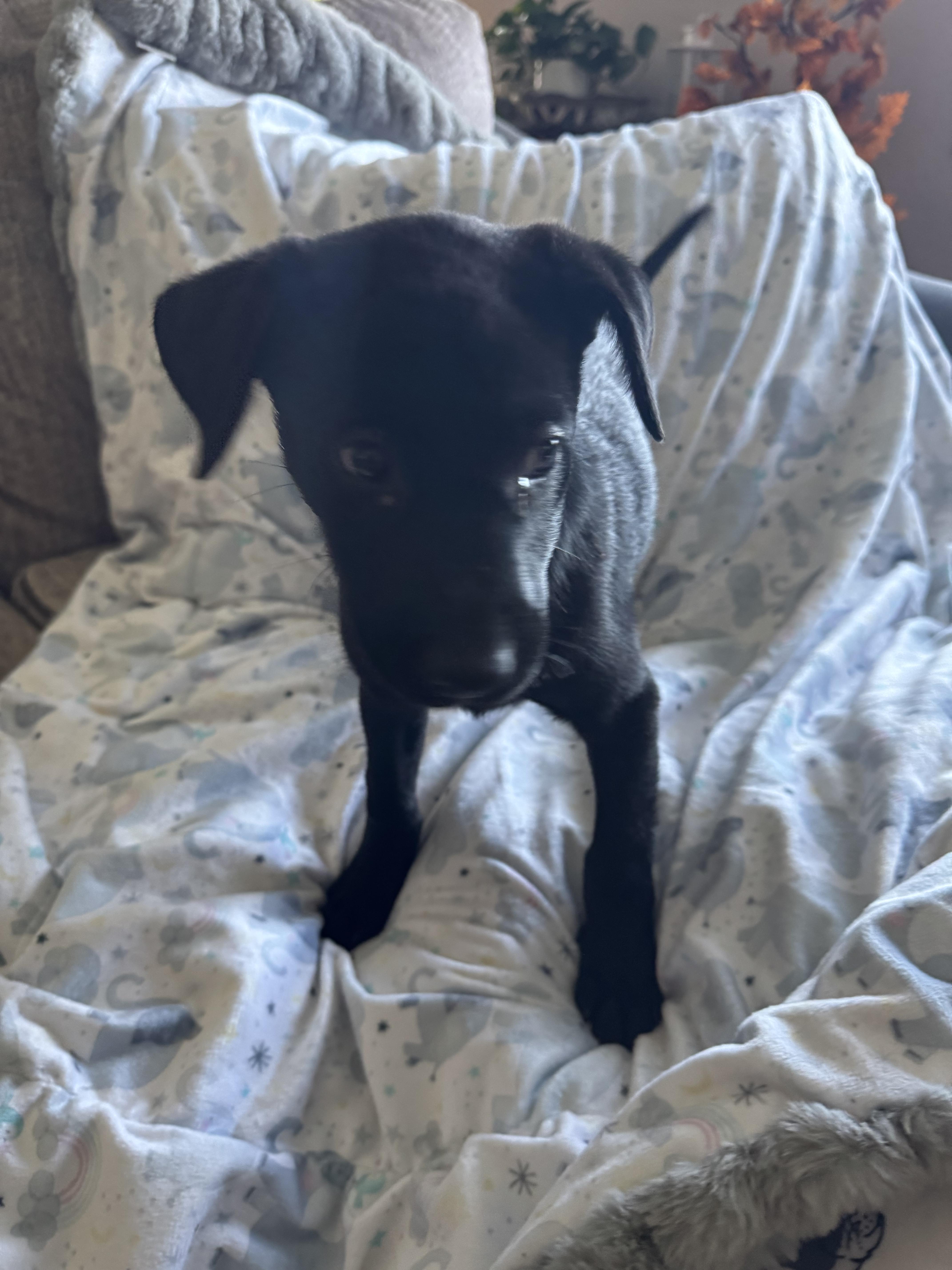 Enlarge The lab mix litter, a Adoptable mixed breed in North Freedom, WI image 4/6