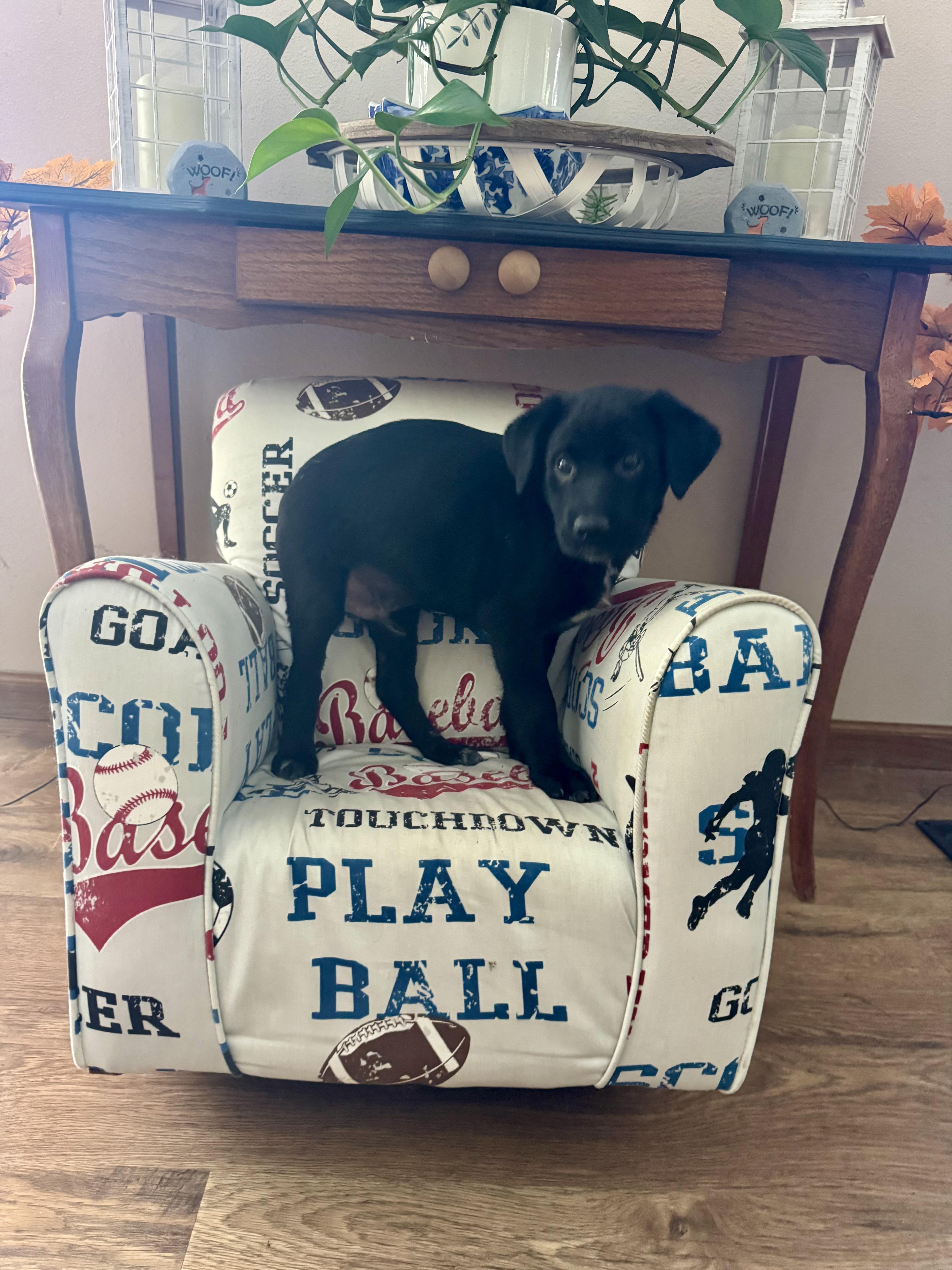 The lab mix litter, Adoptable, Puppy Male Labrador Retriever.