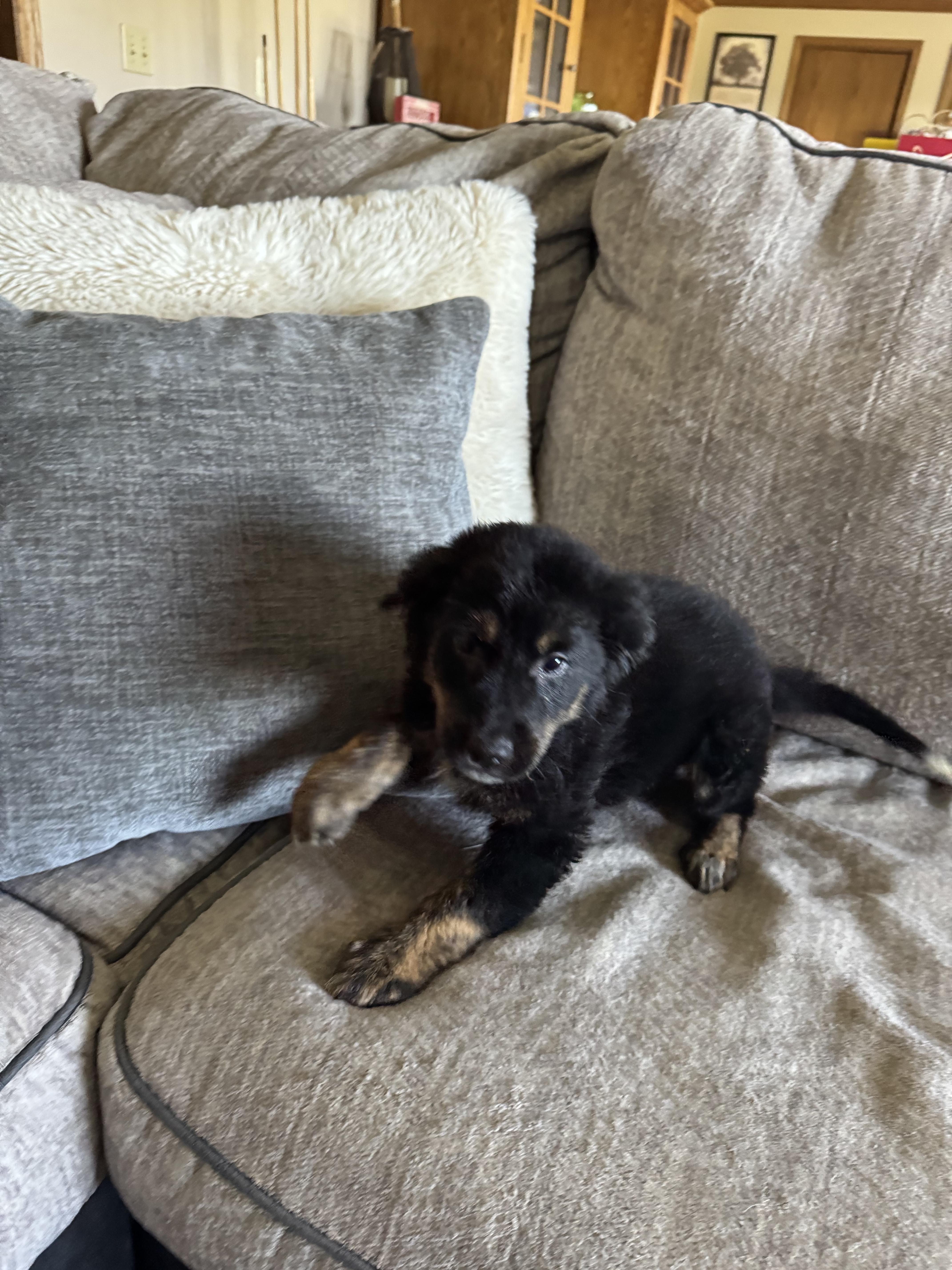 Enlarge The lab mix litter, a Adoptable mixed breed in North Freedom, WI image 5/6