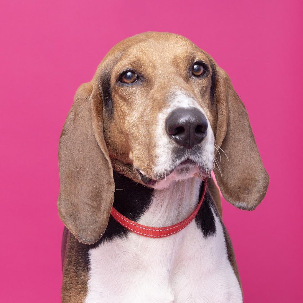 Enlarge Dan, a Adoptable Mixed Breed in Franklin, TN image 2/3