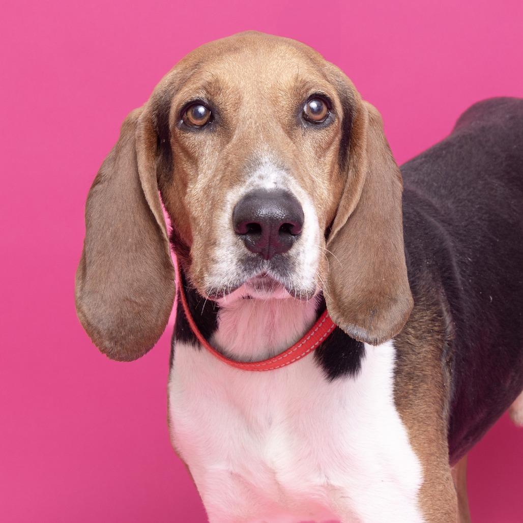 Enlarge Dan, a Adoptable Mixed Breed in Franklin, TN image 3/3