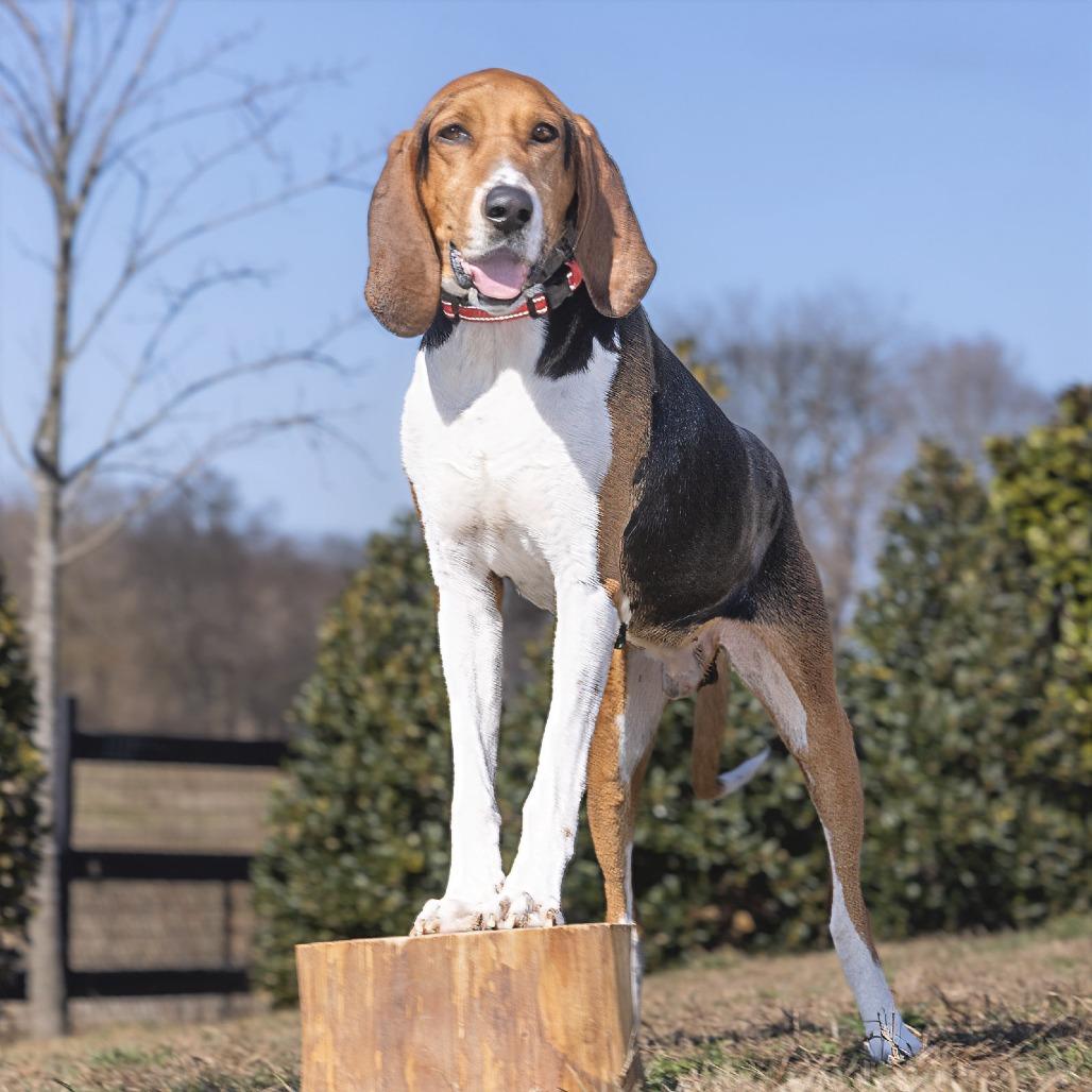 Enlarge Dan, a Adoptable Coonhound in Franklin, TN image 1/5