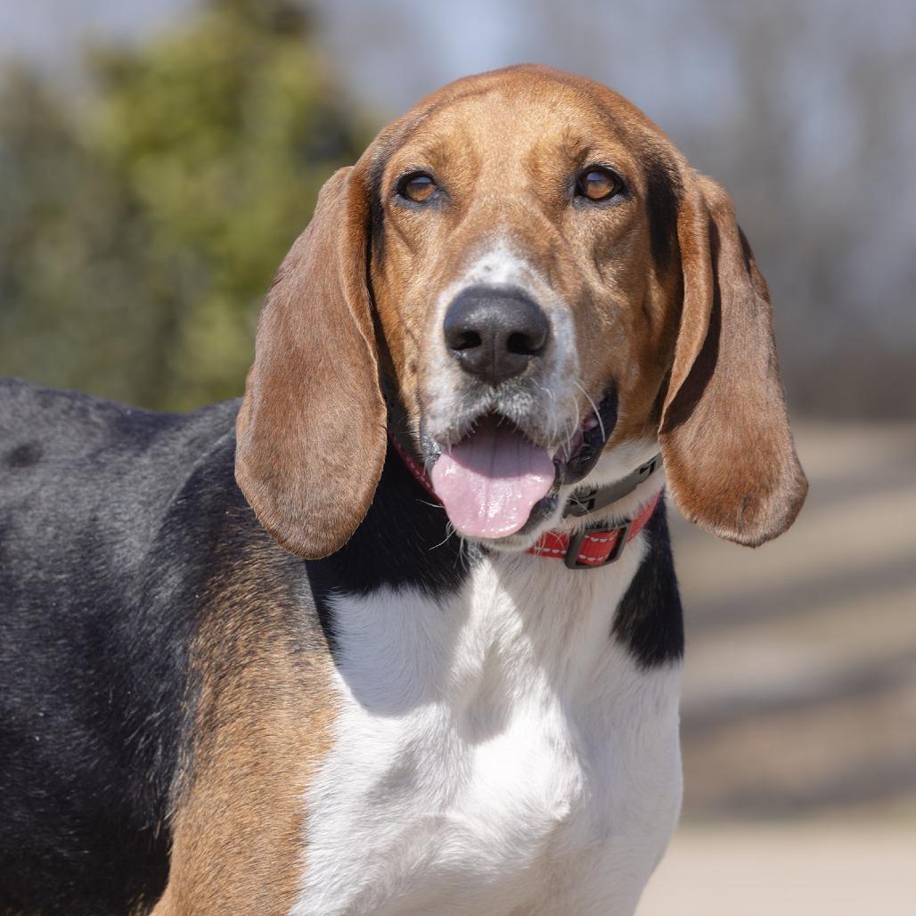 Enlarge Dan, a Adoptable Coonhound in Franklin, TN image 3/5