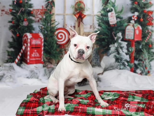 Enlarge BIG HEAD, a Adoptable mixed breed in Omaha, NE image 1/1
