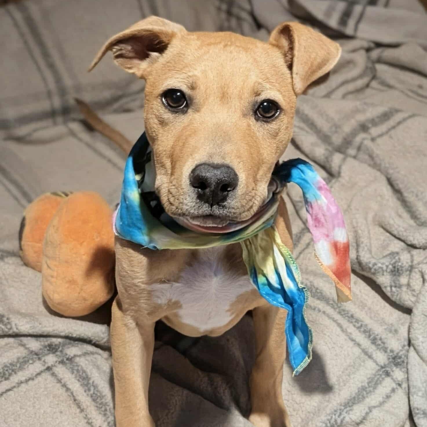 Gunner, a Adoptable Mixed Breed in Northwood, NH image 1/3