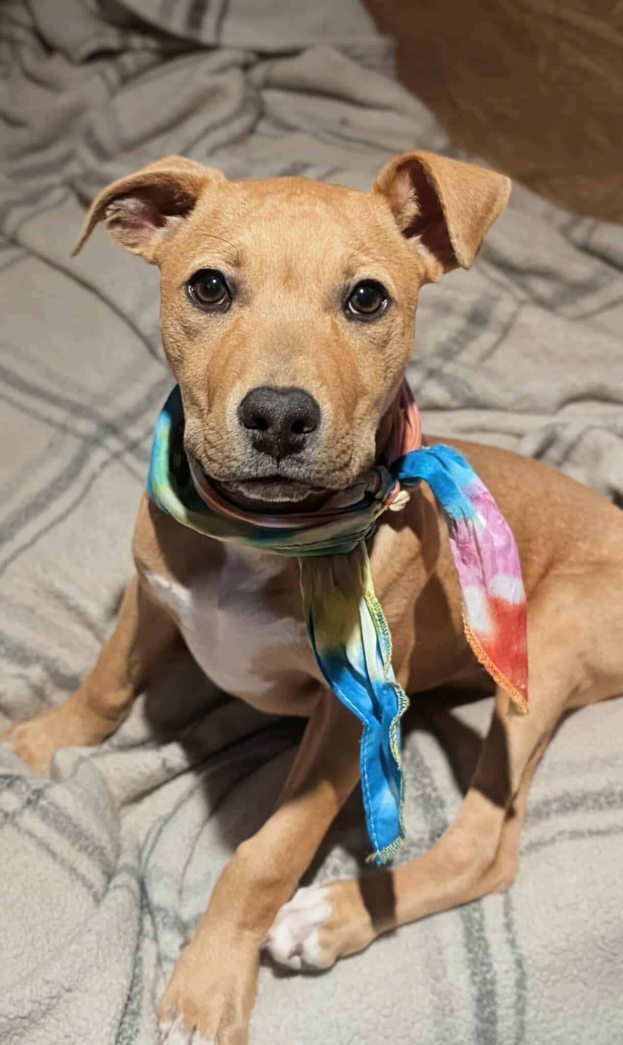 Gunner, a Adoptable Mixed Breed in Northwood, NH image 3/3