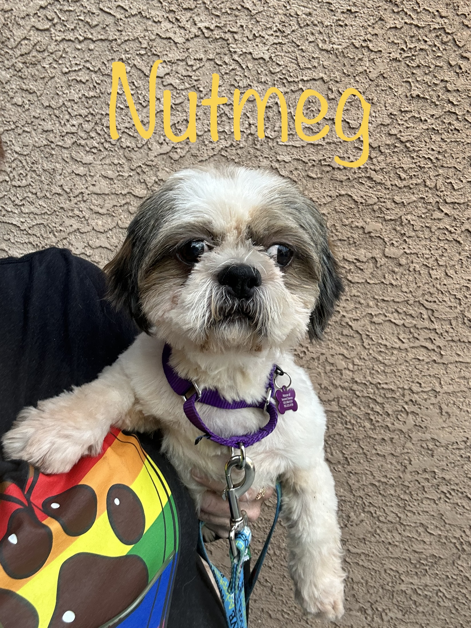Dog for adoption Nutmeg, a Shih Tzu in Las Vegas, NV Petfinder