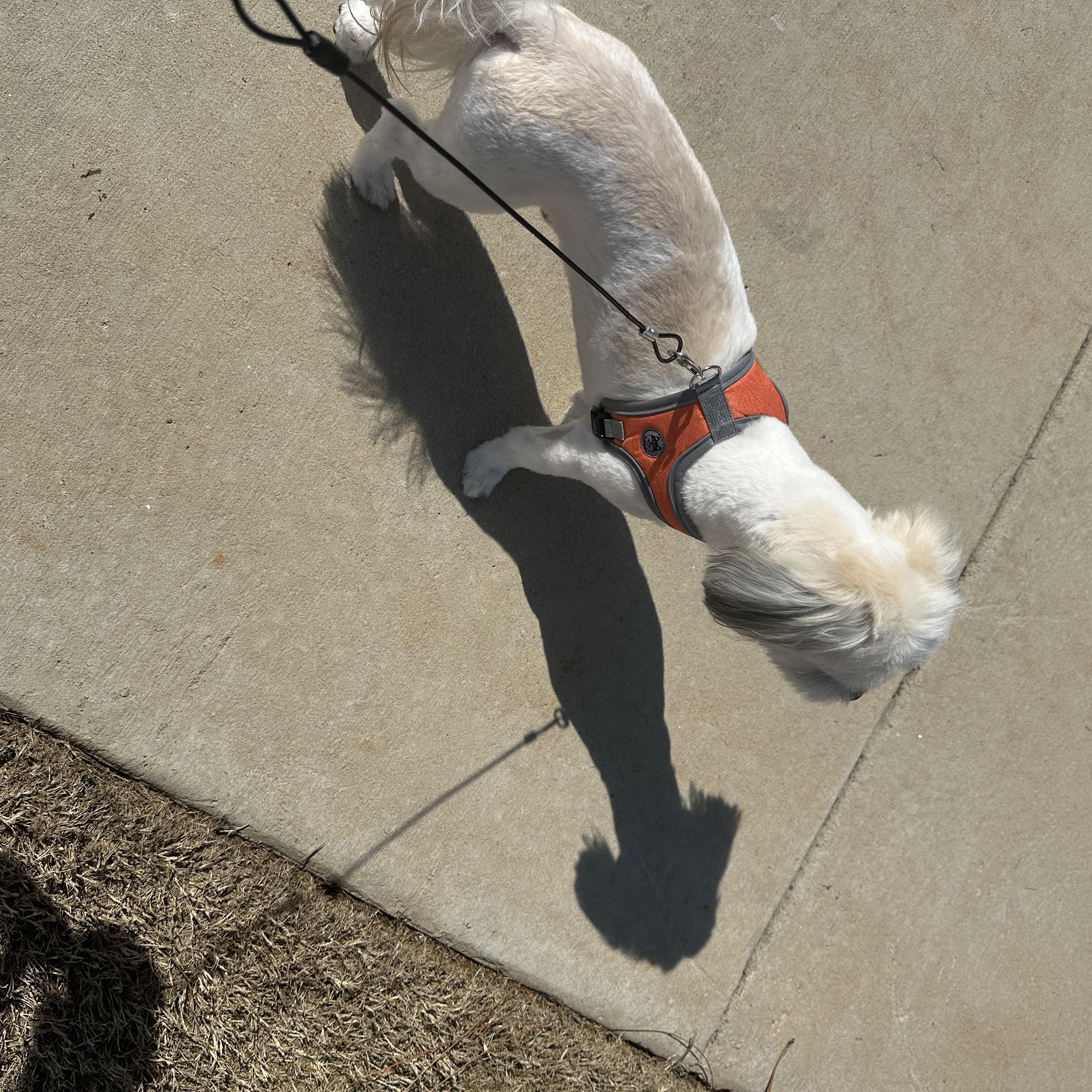 Enlarge Kyro, a Adoptable mixed breed in Fort Bragg, CA image 4/4