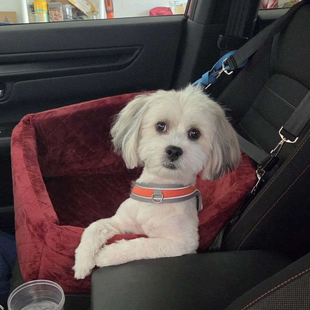 Kyro, Adoptable, Young Male Maltese & Shih Tzu.