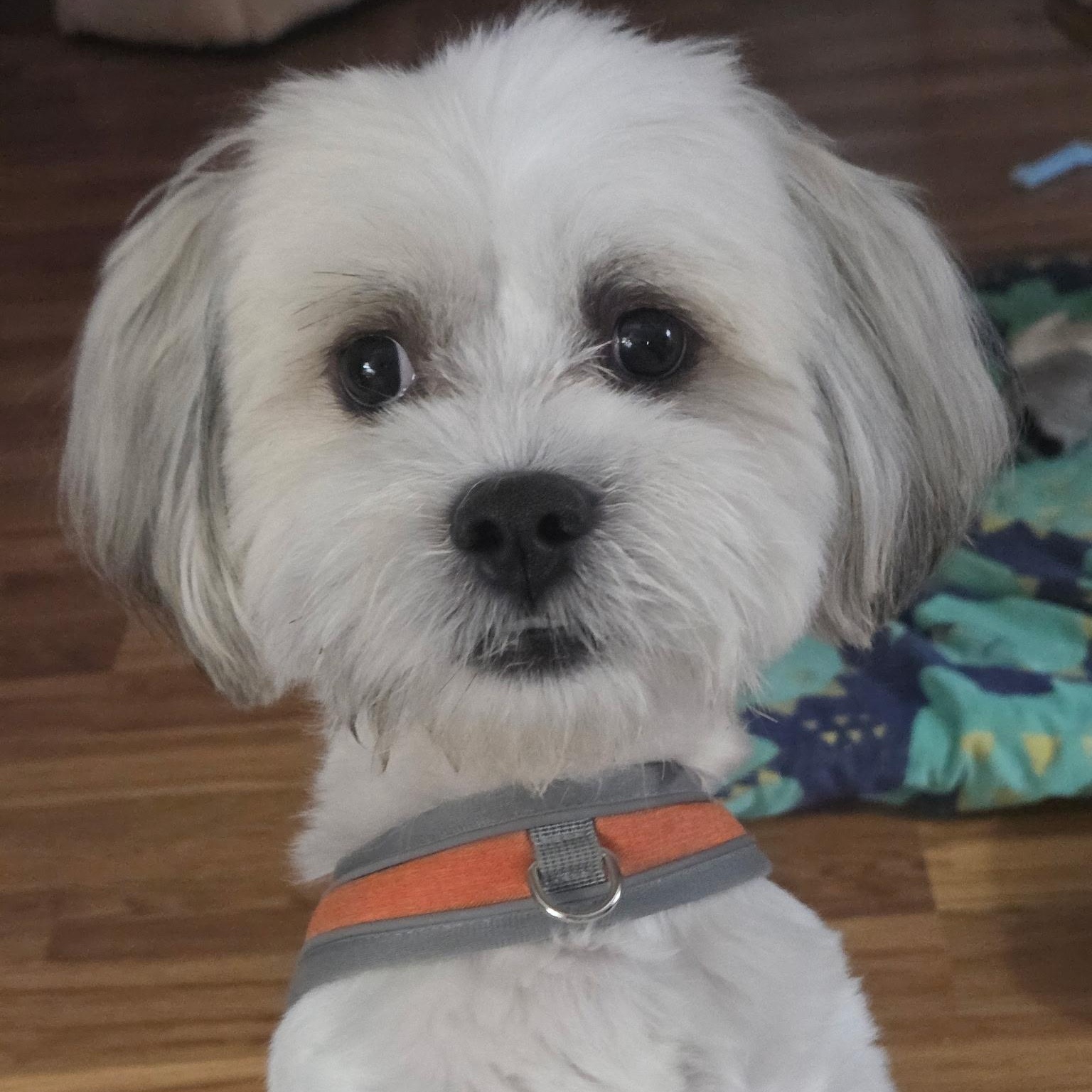 Enlarge Kyro, a Adoptable mixed breed in Fort Bragg, CA image 2/4