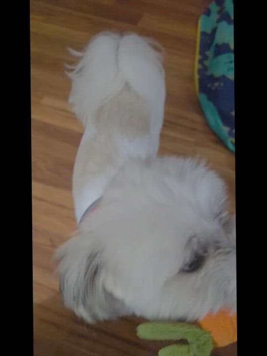 Enlarge Kyro, a Adoptable mixed breed in Fort Bragg, CA video 3/4