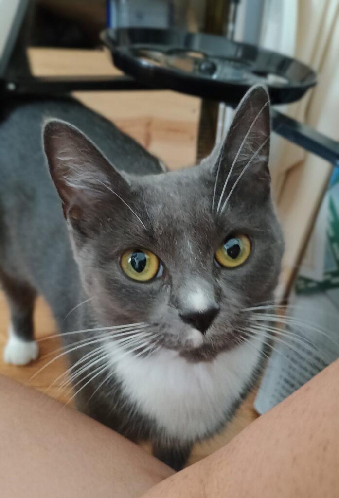 Ash & Slate, ADOPTABLE, Young Female Dilute Tortoiseshell.