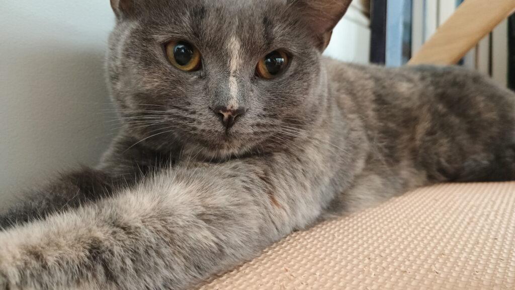 Ash & Slate, a ADOPTABLE Dilute Tortoiseshell in Medford, MA image 2/4