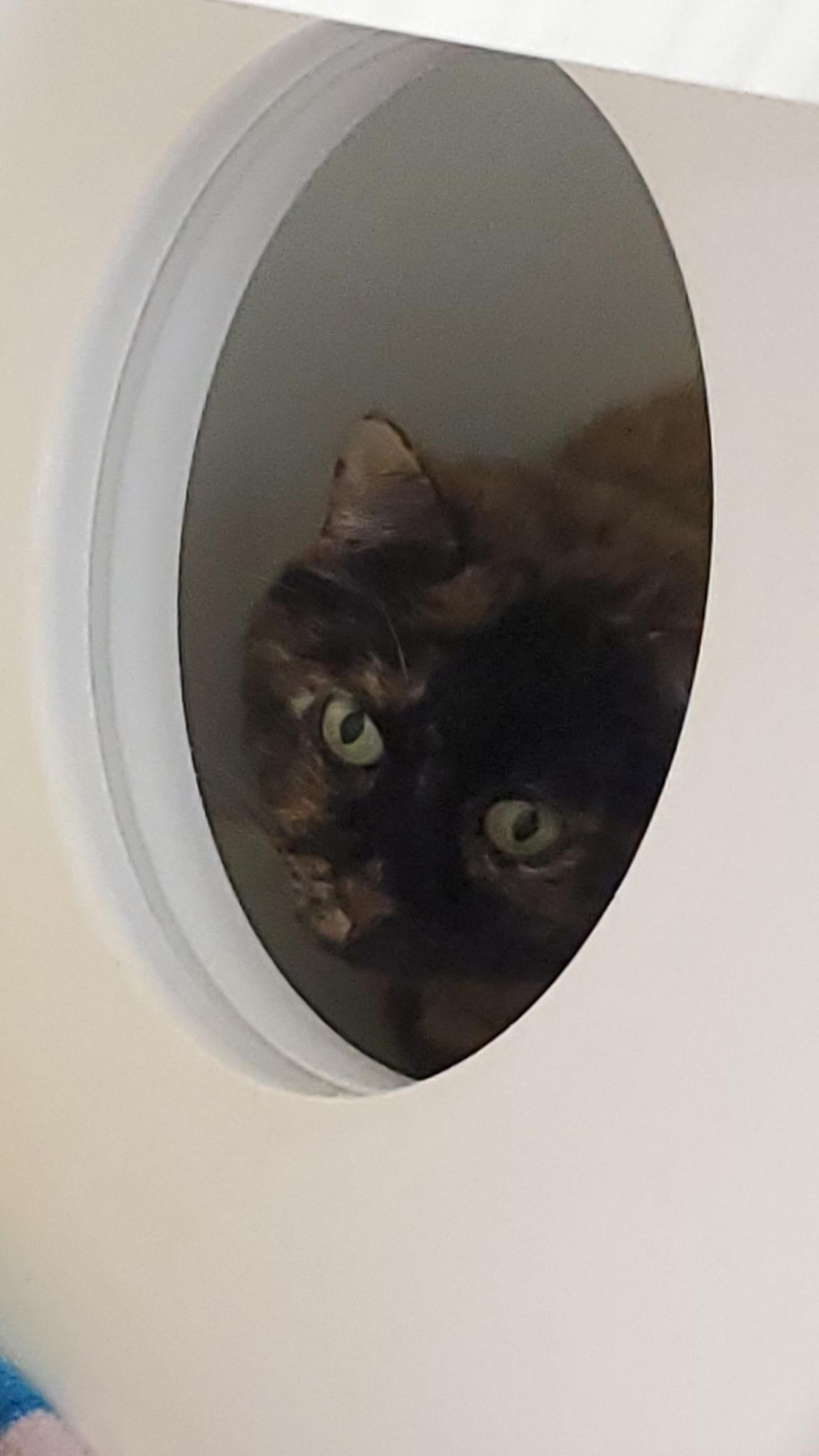 Enlarge Titi, an adopted Domestic Short Hair in Zimmerman, MN image 1/1