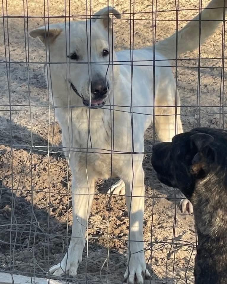Enlarge Moose, a Adoptable mixed breed in Marianna, FL image 1/1