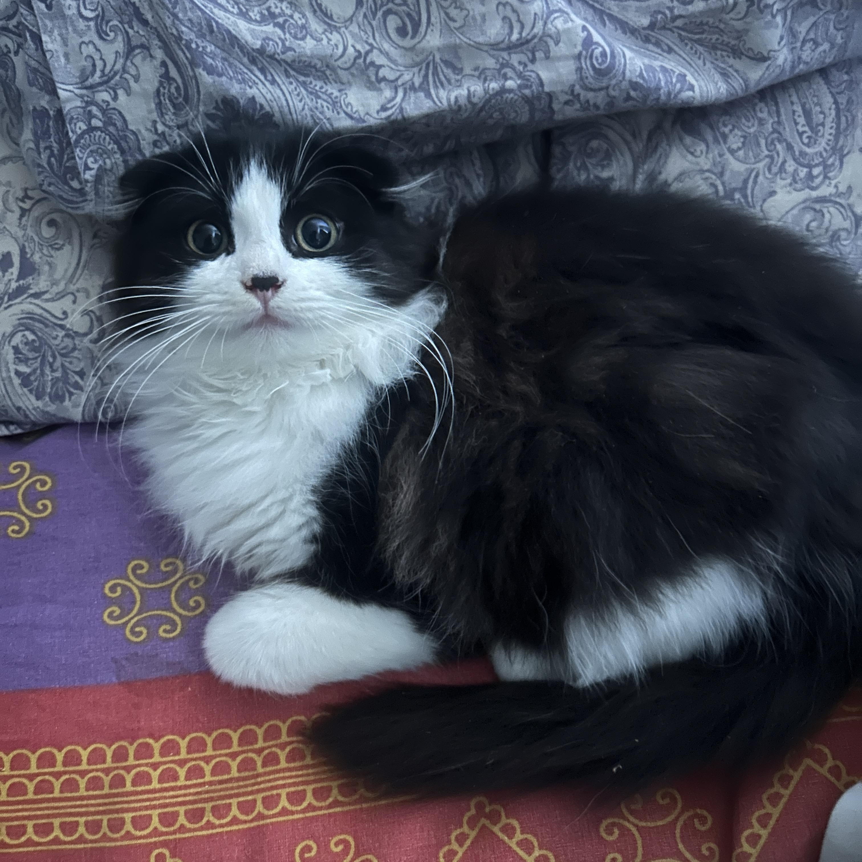 Po *MUST BE ADOPTED WITH MATER, MAVIS OR BUDDY*