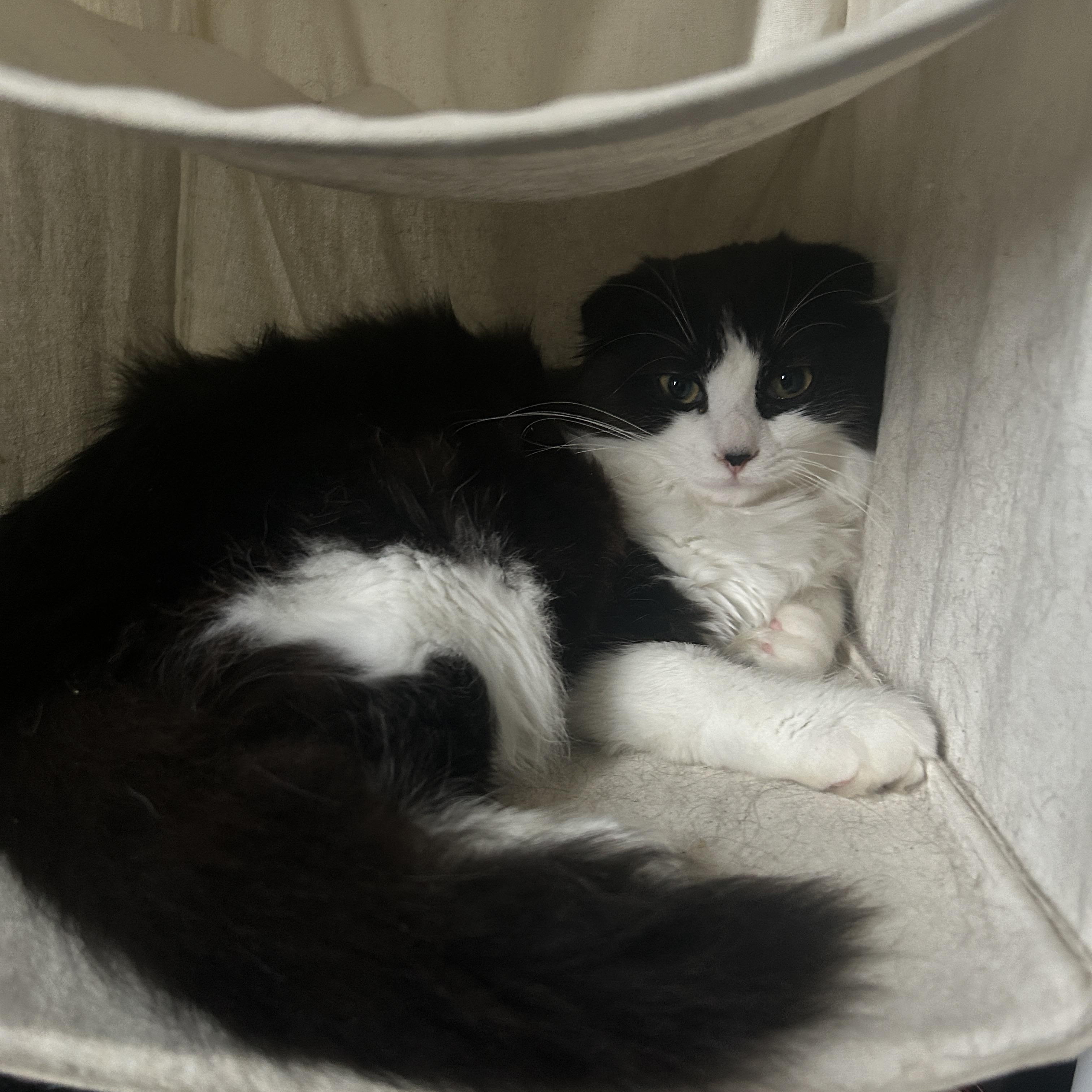 Po *MUST BE ADOPTED WITH MATER, MAVIS OR BUDDY* — thumbnail 2