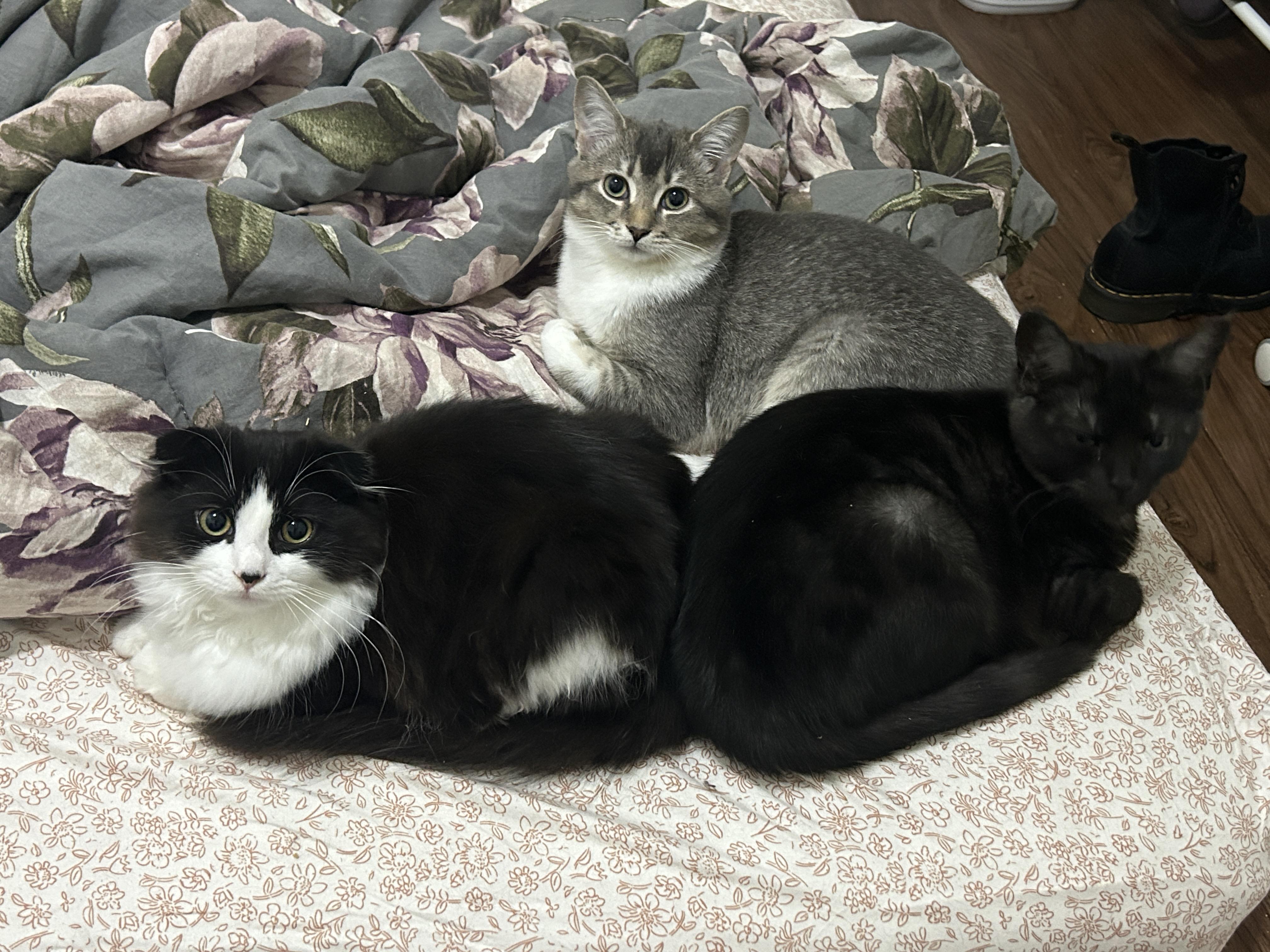 Po *MUST BE ADOPTED WITH MATER, MAVIS OR BUDDY* — thumbnail 3