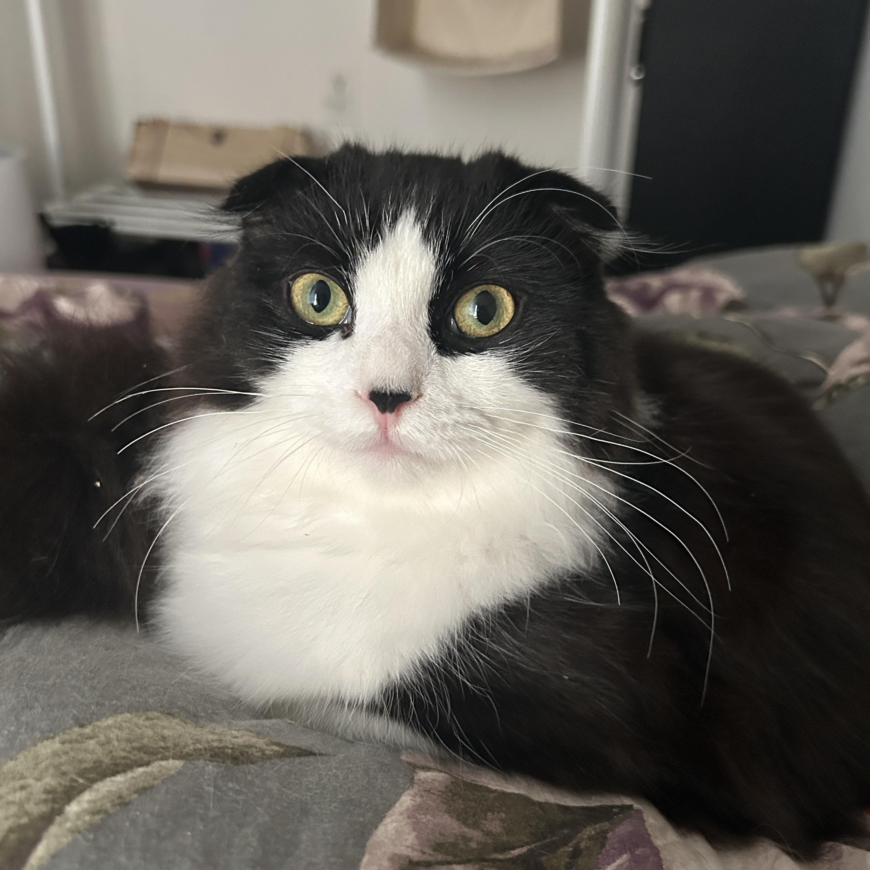 Po *MUST BE ADOPTED WITH MATER, MAVIS OR BUDDY* — thumbnail 4