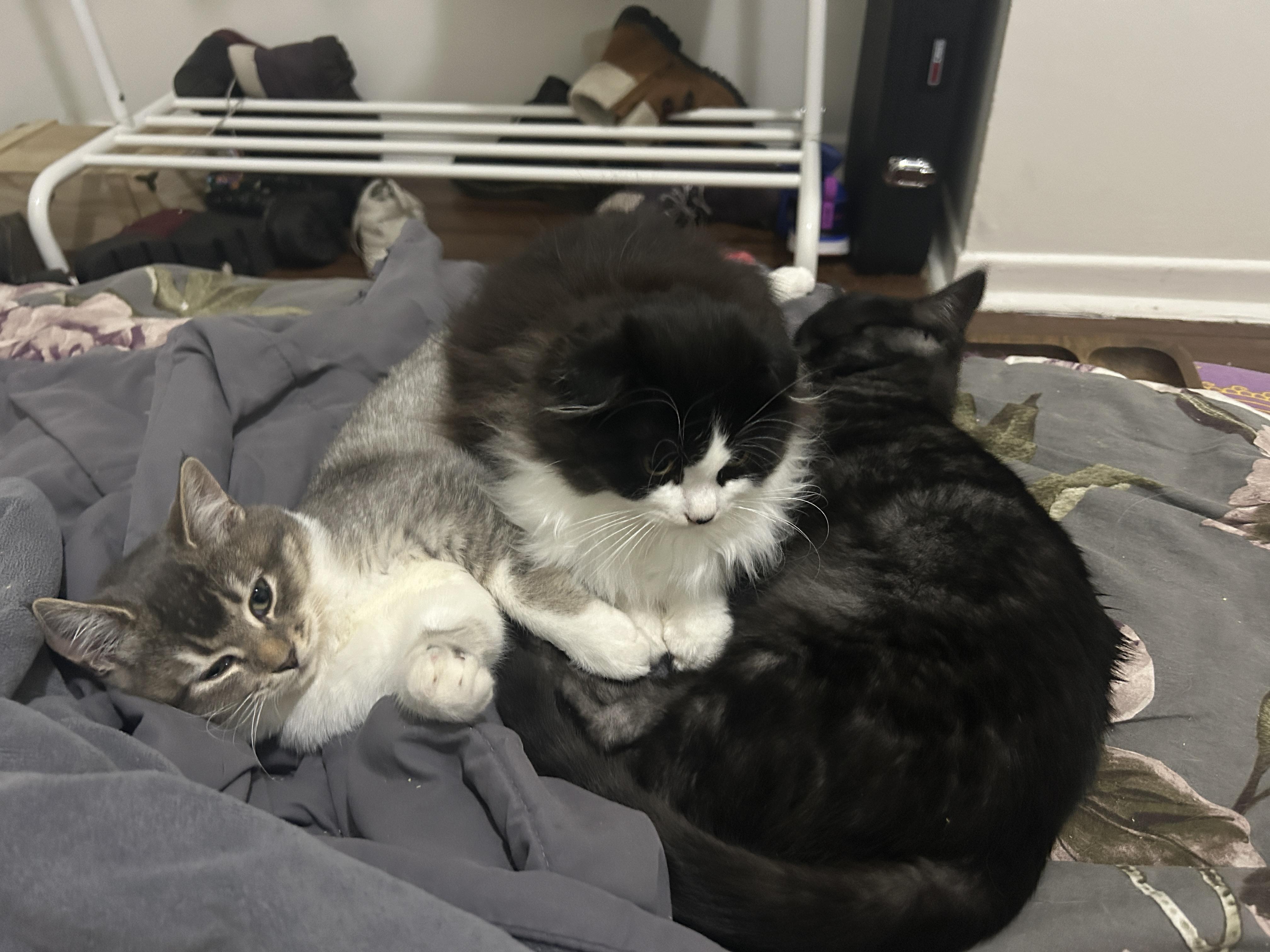 Po *MUST BE ADOPTED WITH MATER, MAVIS OR BUDDY* — thumbnail 5