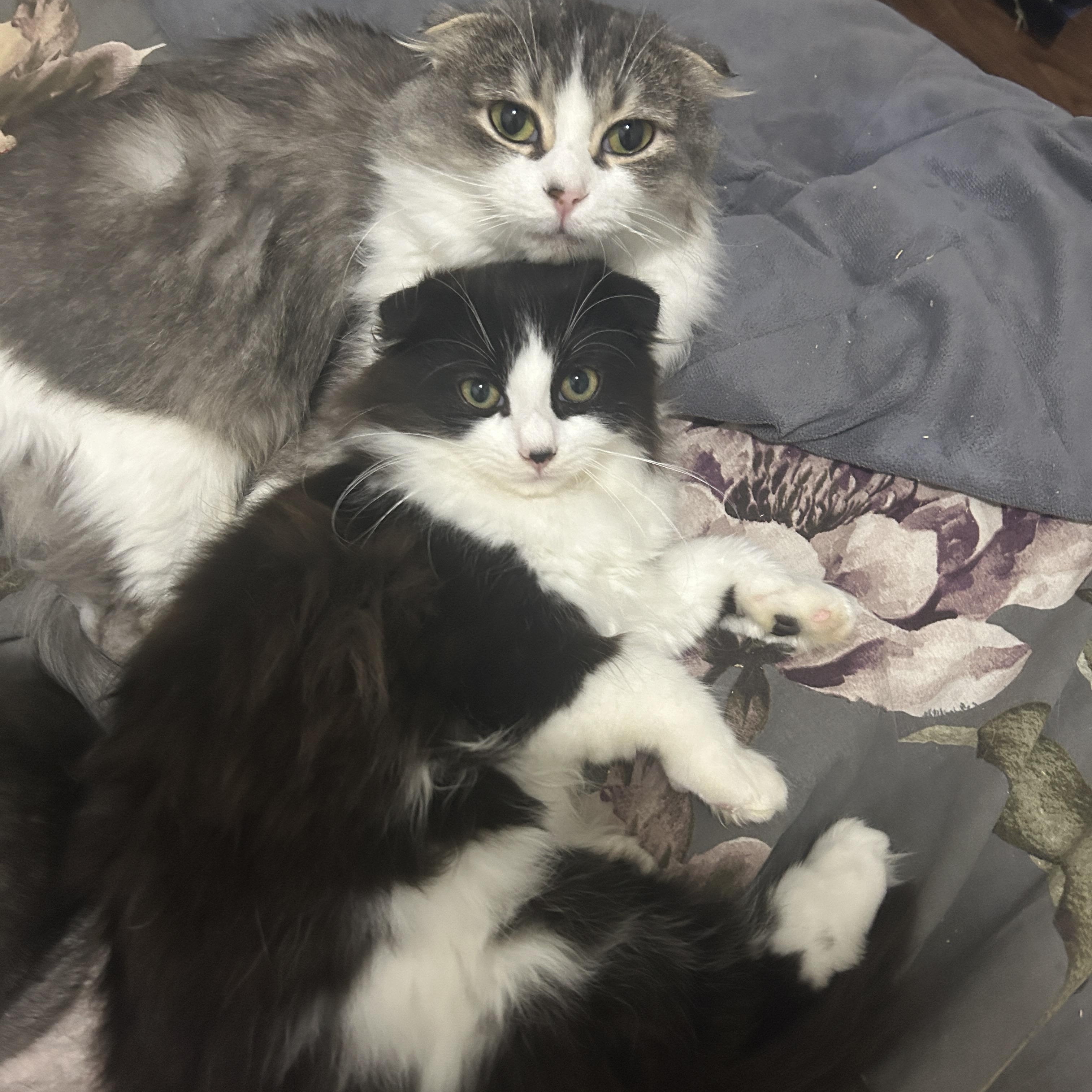 Po *MUST BE ADOPTED WITH MATER, MAVIS OR BUDDY* — thumbnail 6