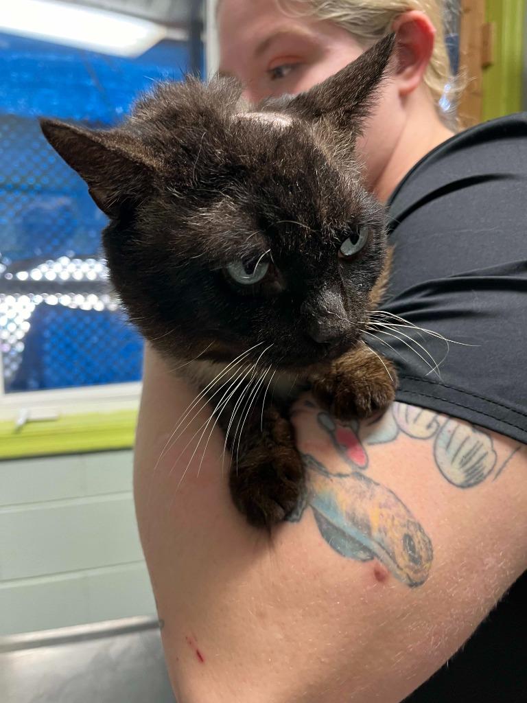 Sinatra, a Adoptable Siamese in Berlin, MD image 3/3