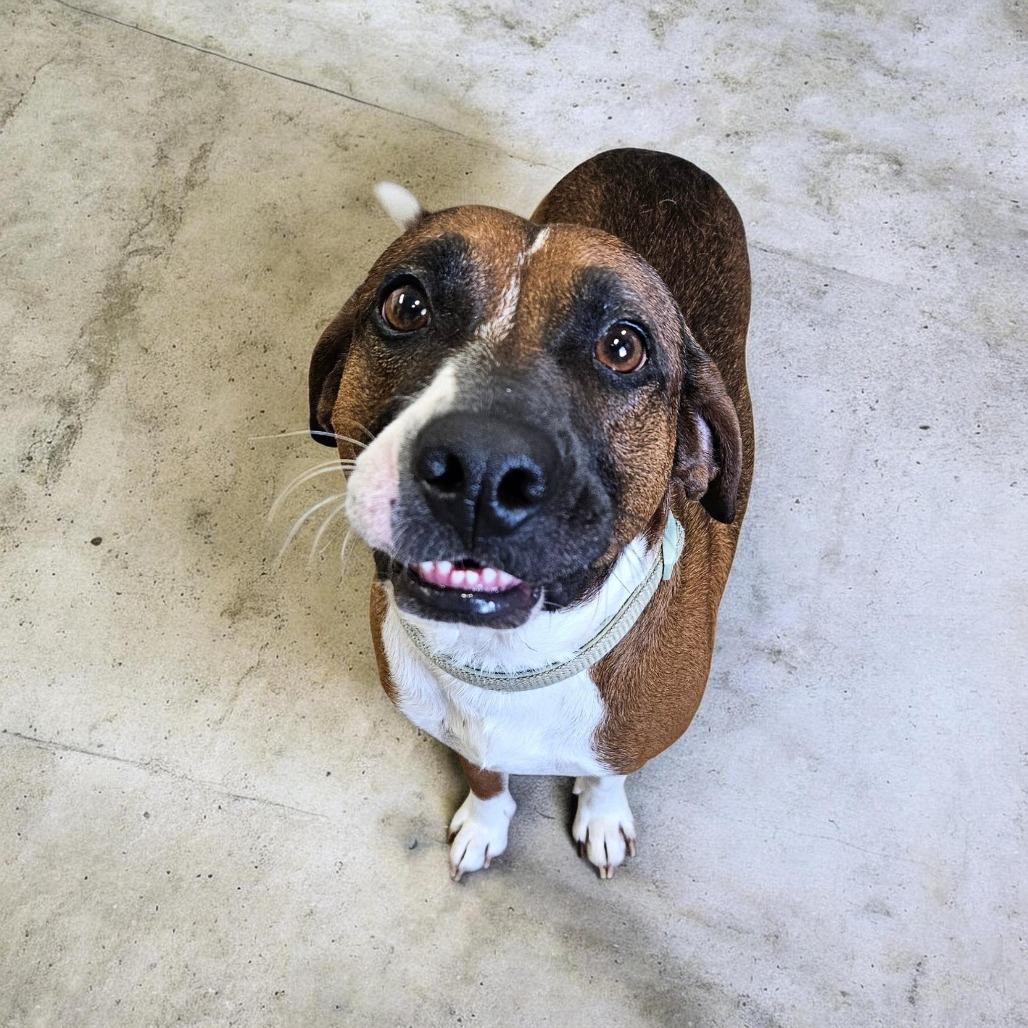 Rosco, Adoptable, Adult Male Boxer.