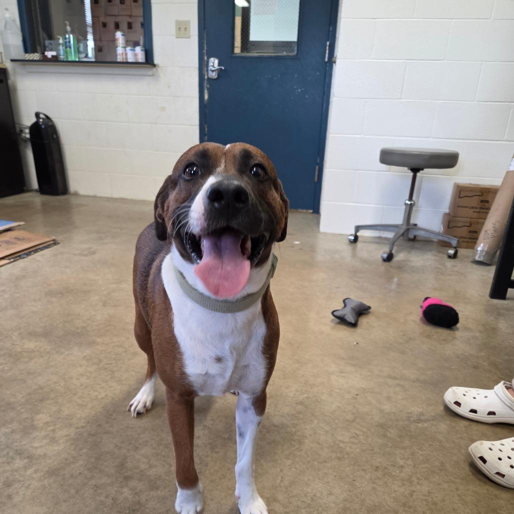 Enlarge Rosco, a Adoptable Boxer in Jasper, IN image 2/3