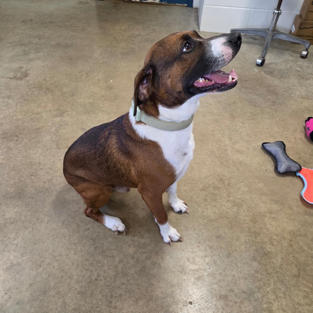 Enlarge Rosco, a Adoptable Boxer in Jasper, IN image 3/3