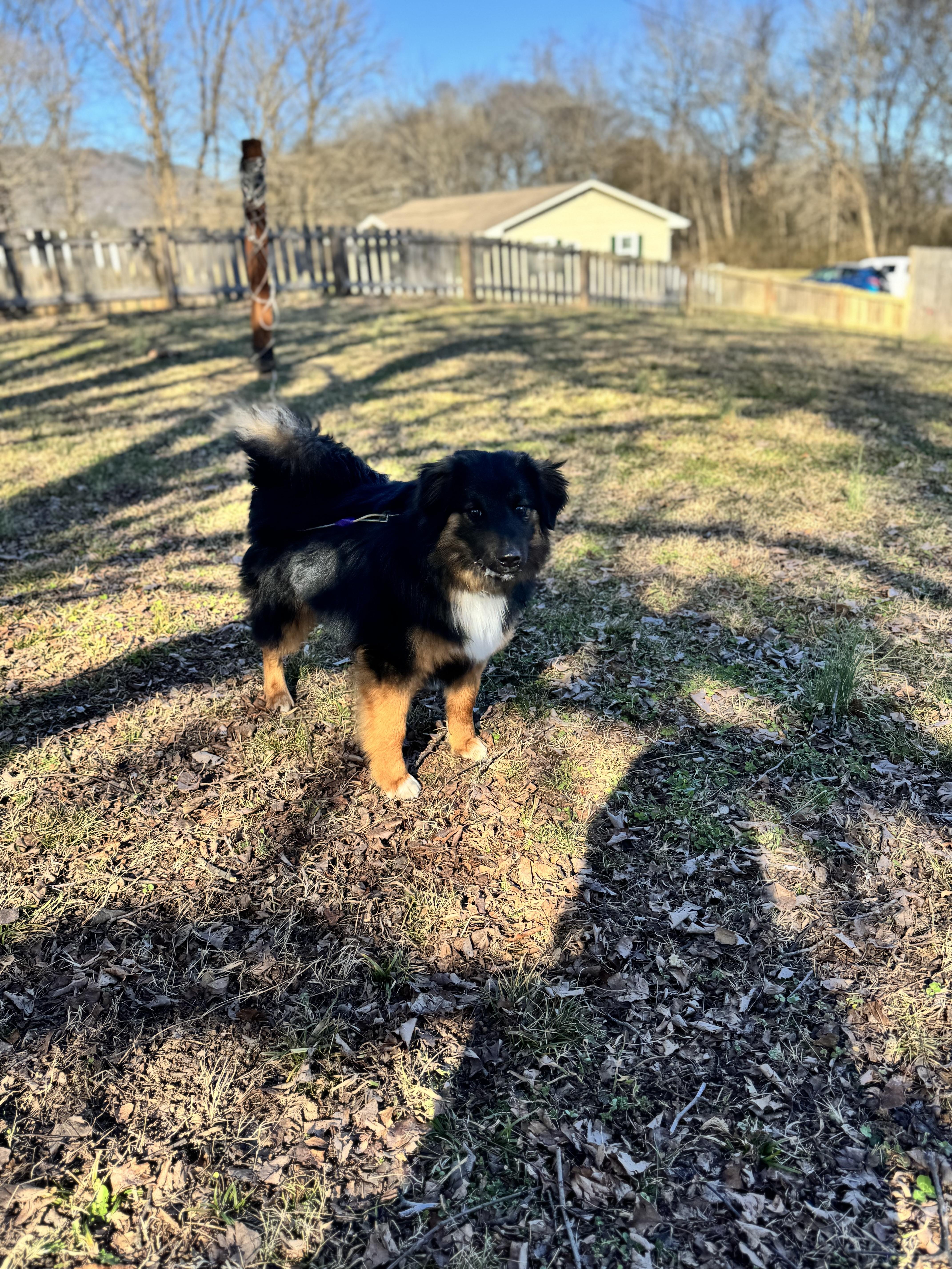 Enlarge Hank , an adopted Australian Shepherd in Sequatchie, TN image 2/4