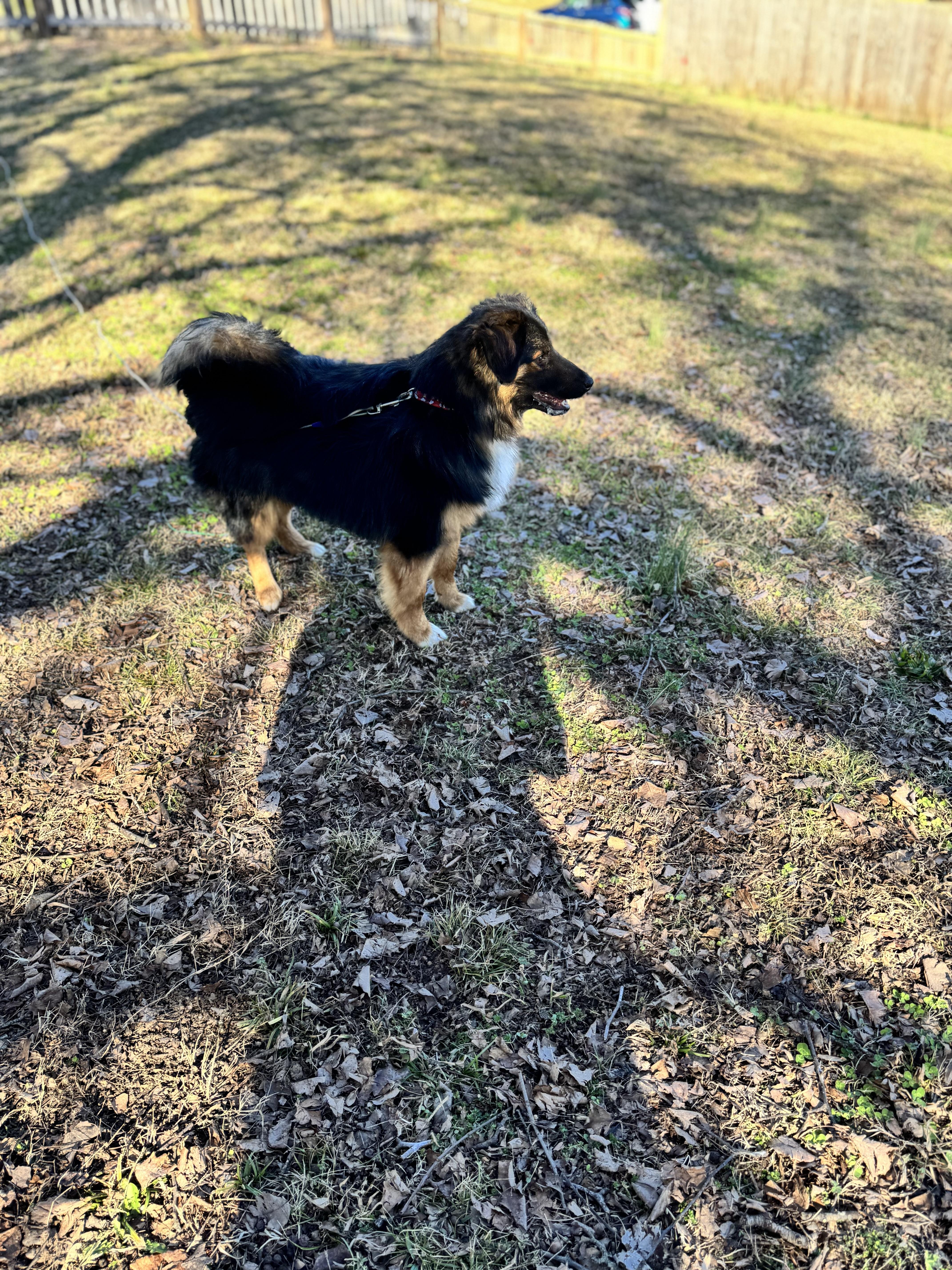 Enlarge Hank , an adopted Australian Shepherd in Sequatchie, TN image 3/4