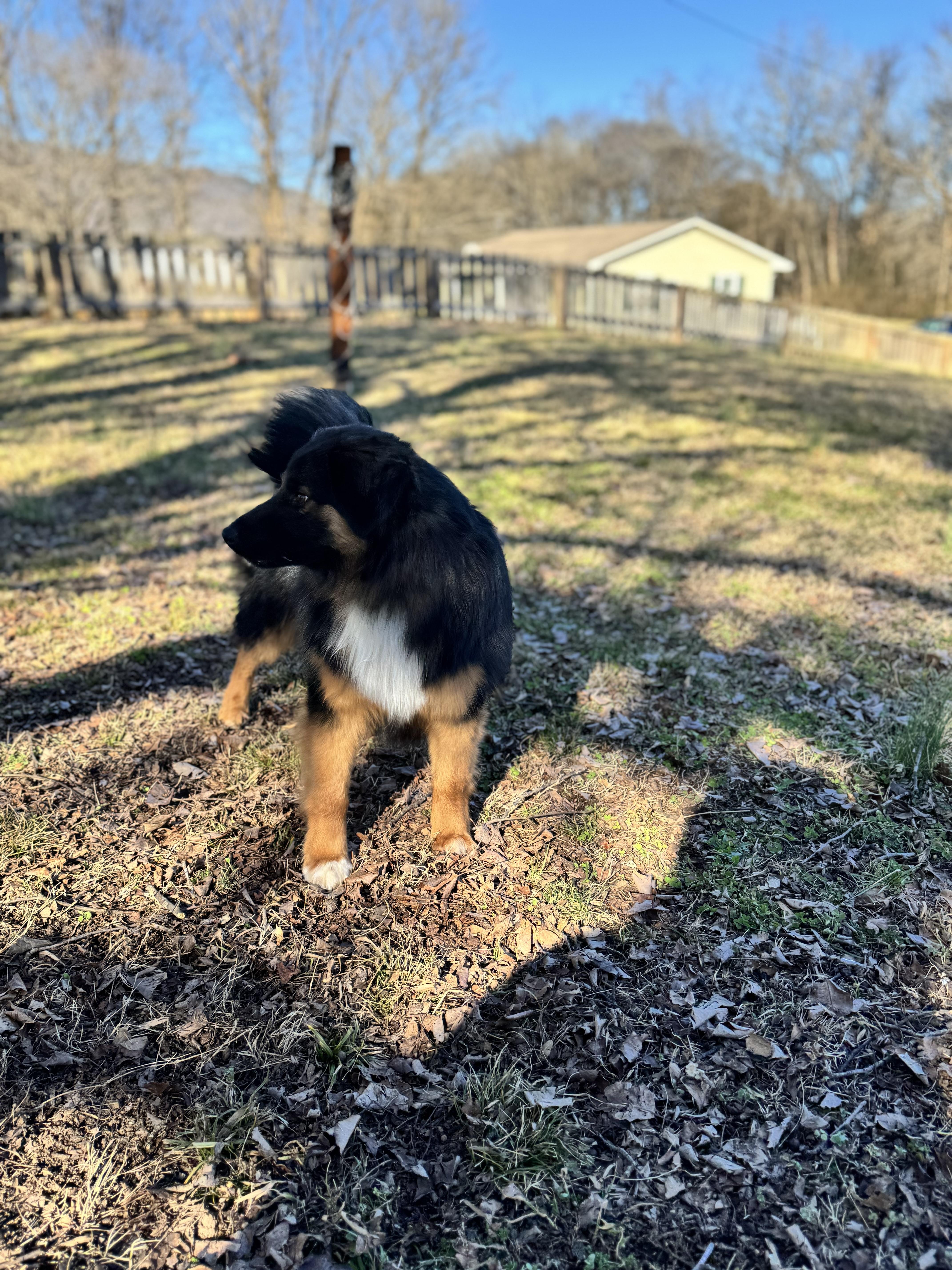 Enlarge Hank , an adopted Australian Shepherd in Sequatchie, TN image 4/4