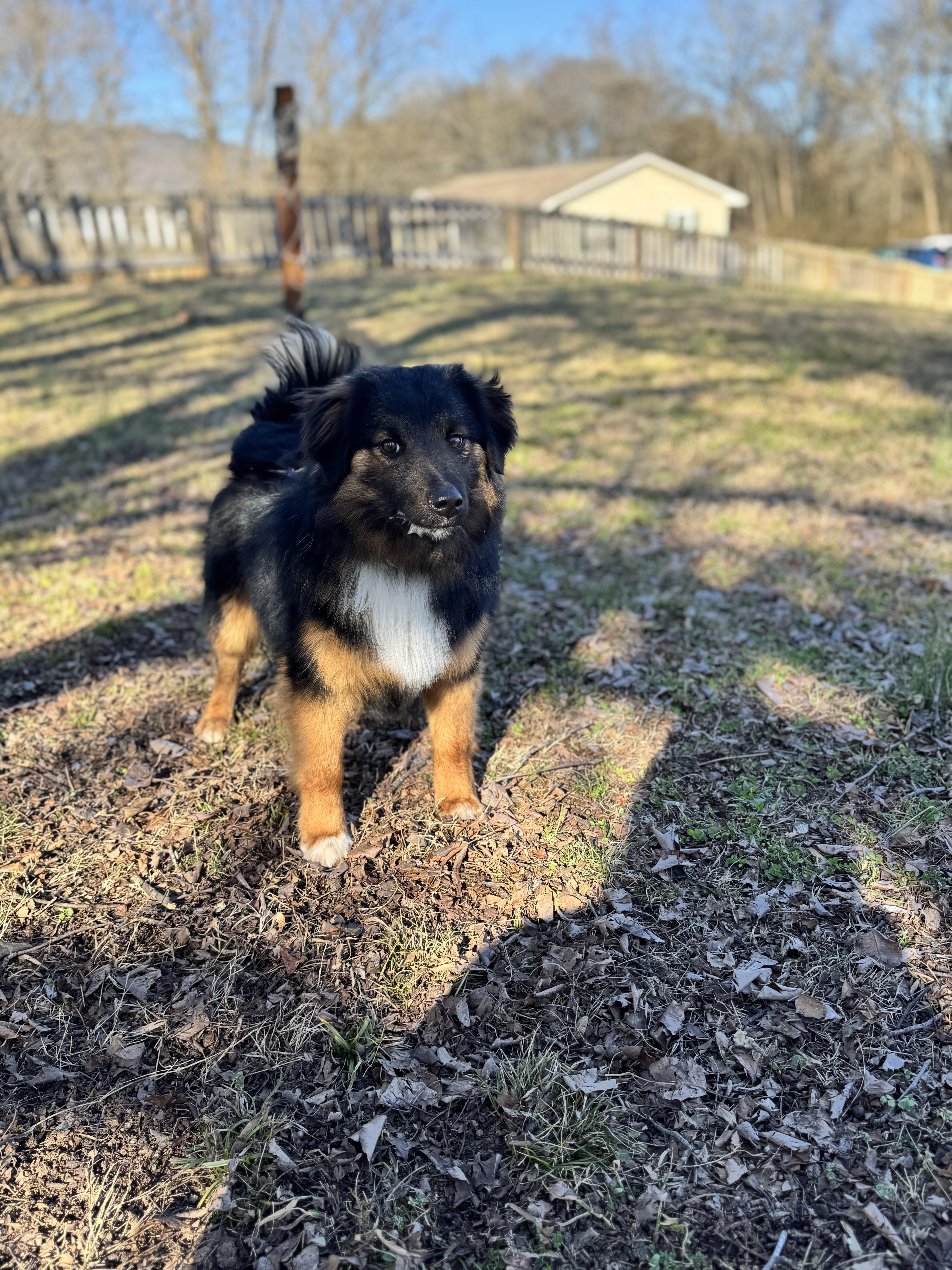 Hank , adopted, Young Male Australian Shepherd.