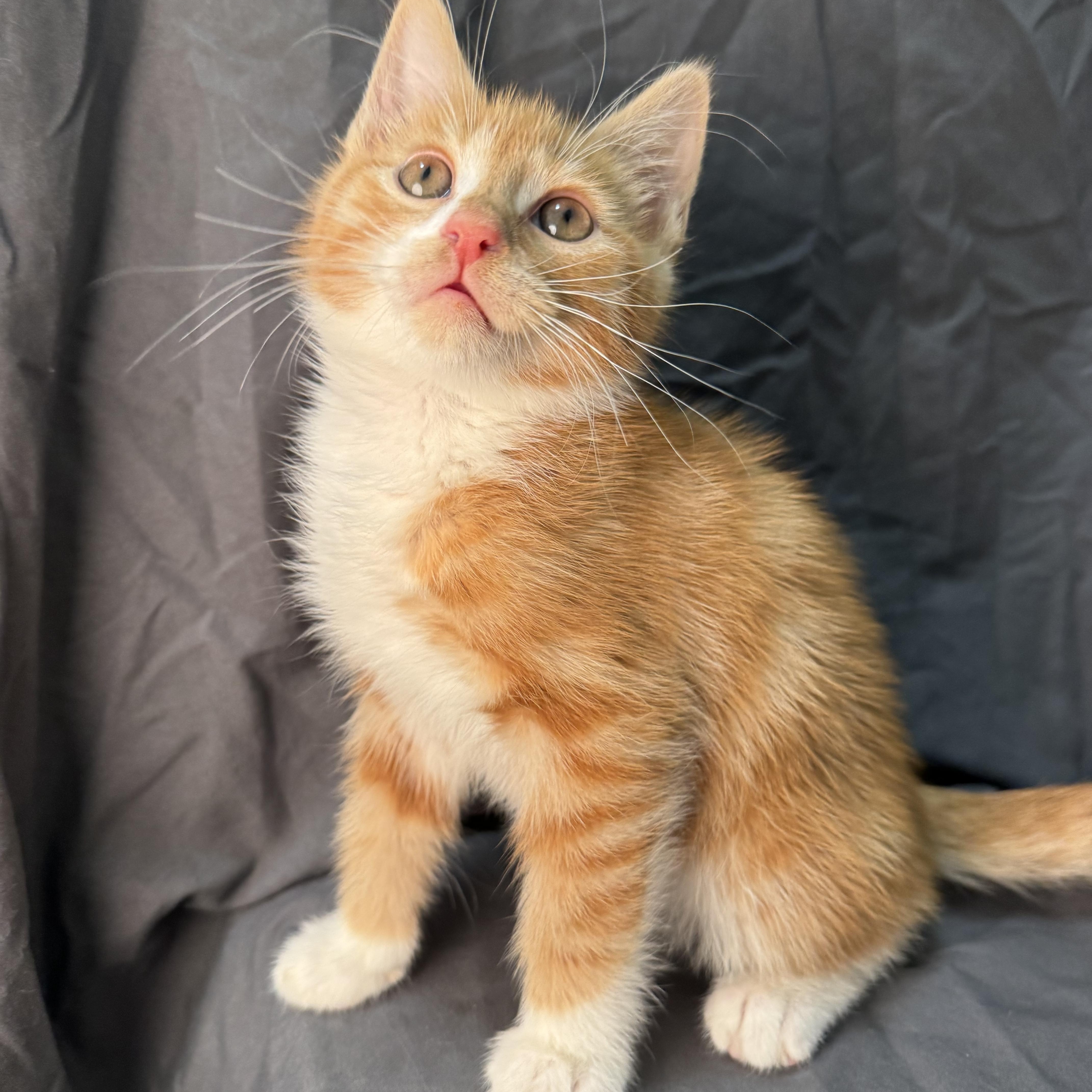 Tuck, a Adopted Domestic Short Hair in Brooklyn, NY image 4/6