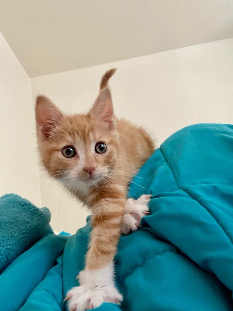 Tuck, a Adopted Domestic Short Hair in Brooklyn, NY image 1/6