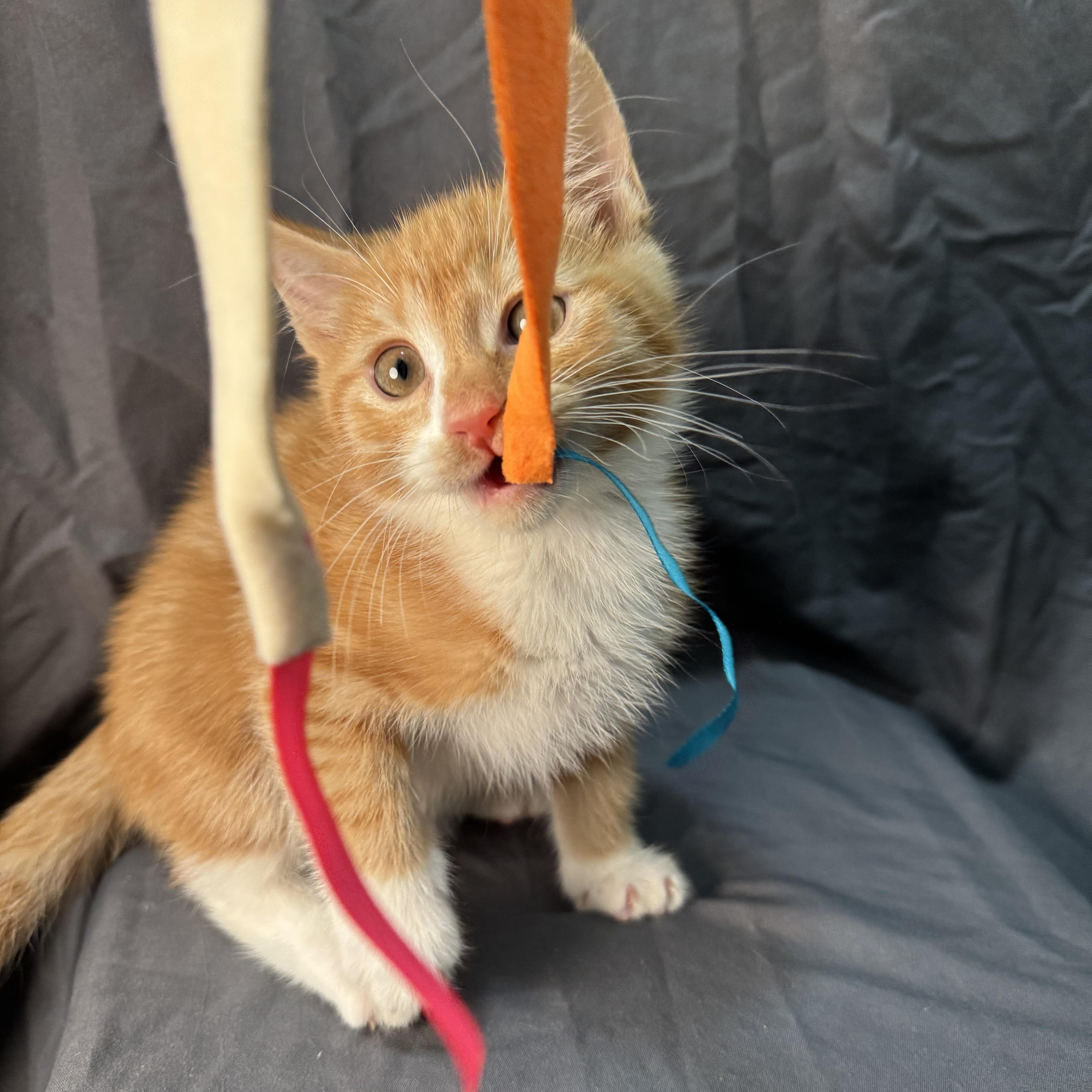 Tuck, a Adopted Domestic Short Hair in Brooklyn, NY image 6/6