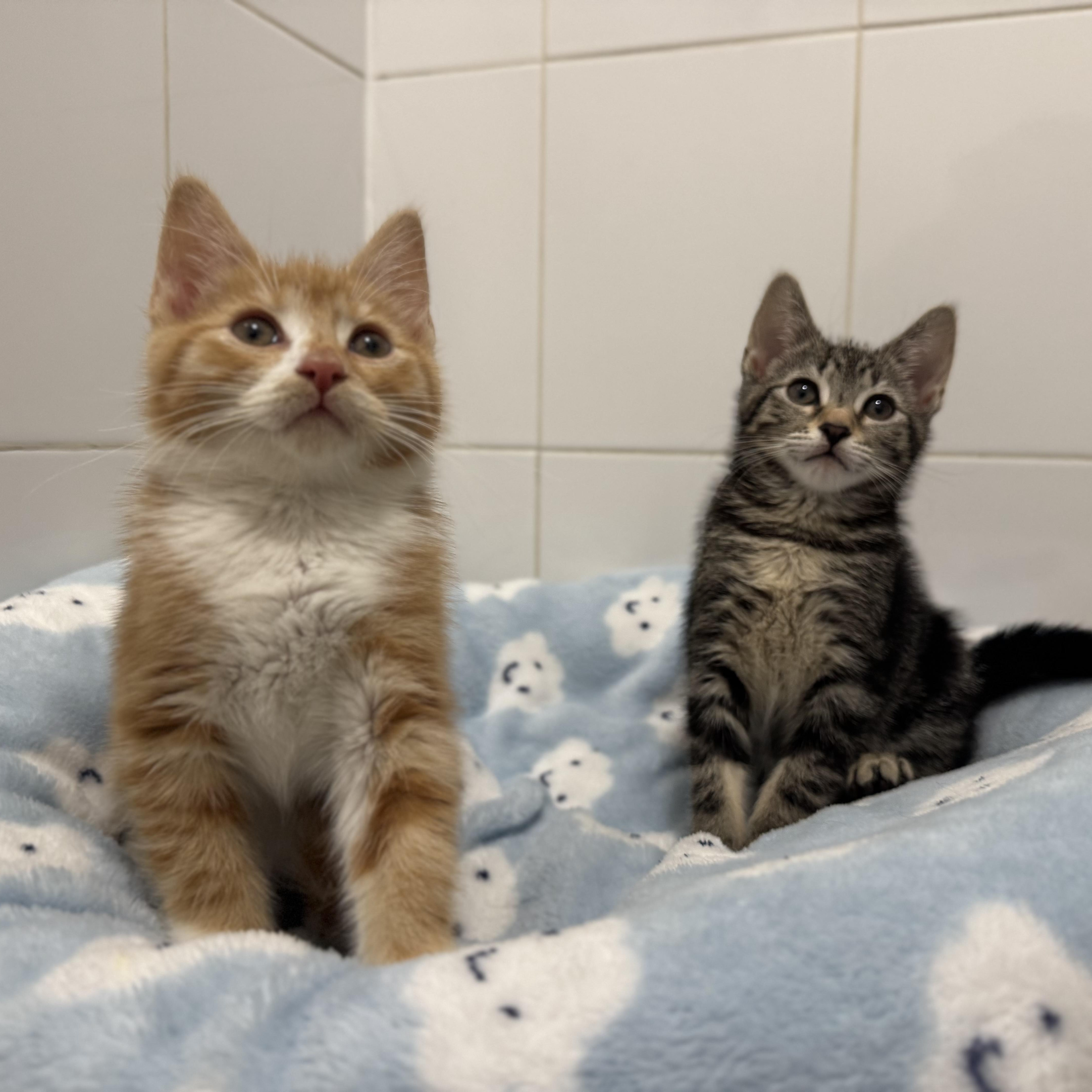Tuck, a Adopted Domestic Short Hair in Brooklyn, NY image 5/6