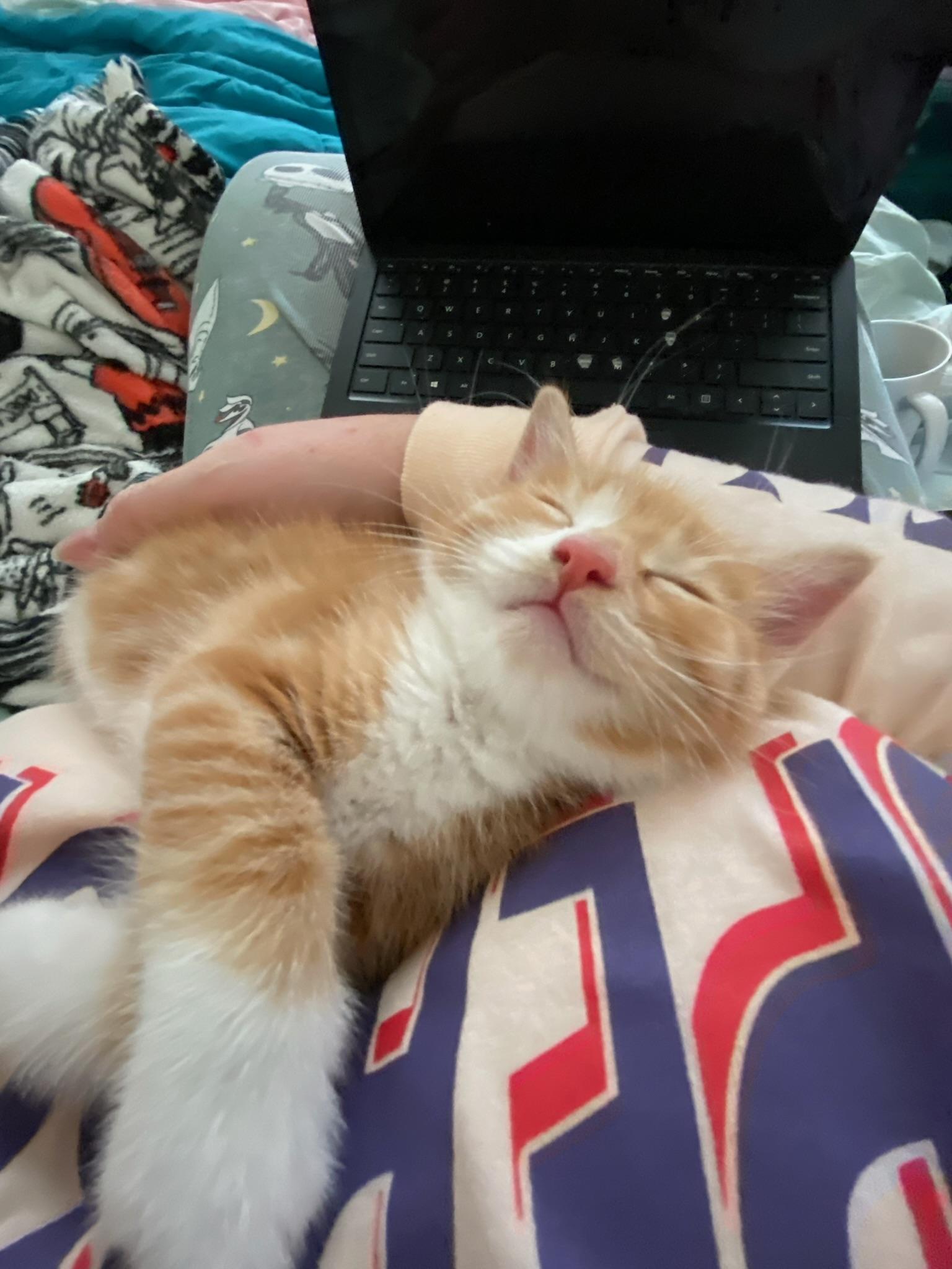 Tuck, a Adopted Domestic Short Hair in Brooklyn, NY image 2/6