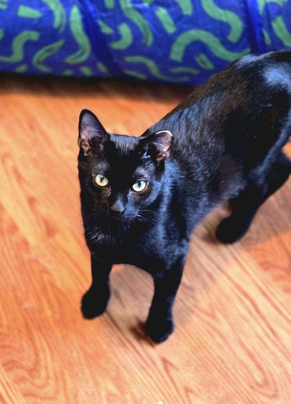 Enlarge Jack & Harley ( playful and fun), a ADOPTABLE American Shorthair in Staten Island, NY image 1/6