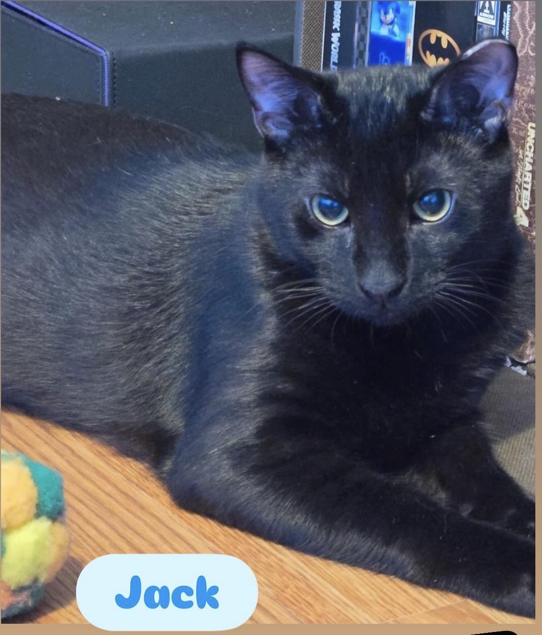 Enlarge Jack & Harley ( playful and fun), a ADOPTABLE American Shorthair in Staten Island, NY image 2/6