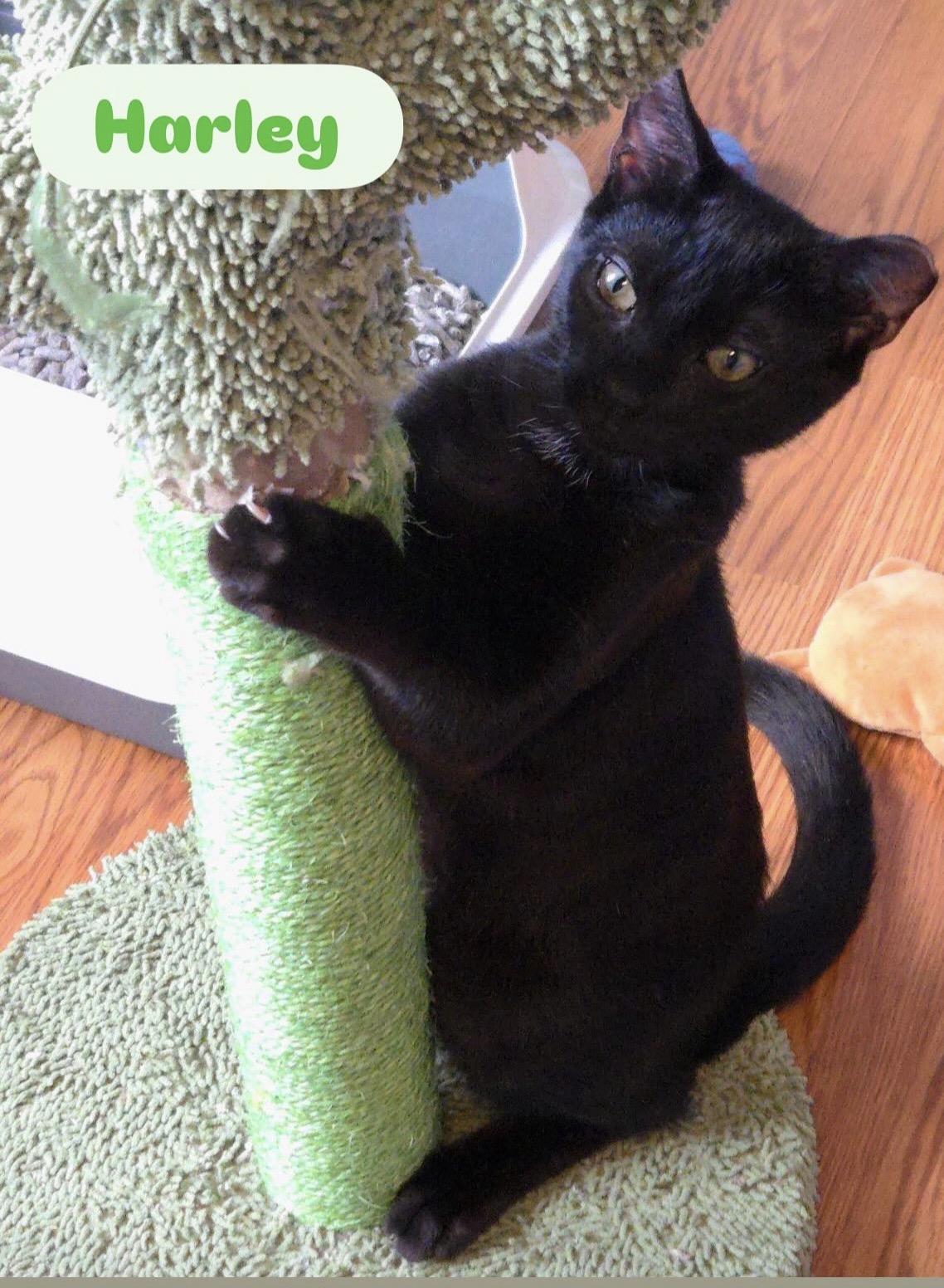 Enlarge Jack & Harley ( playful and fun), a ADOPTABLE American Shorthair in Staten Island, NY image 3/6