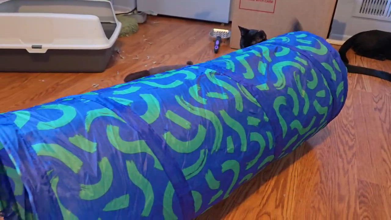 Enlarge Jack & Harley ( playful and fun), a ADOPTABLE American Shorthair in Staten Island, NY video 6/6