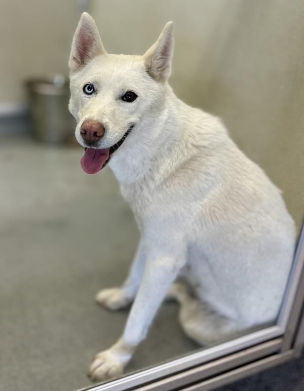 Enlarge Aria, a Adoptable mixed breed in Victorville, CA image 1/1