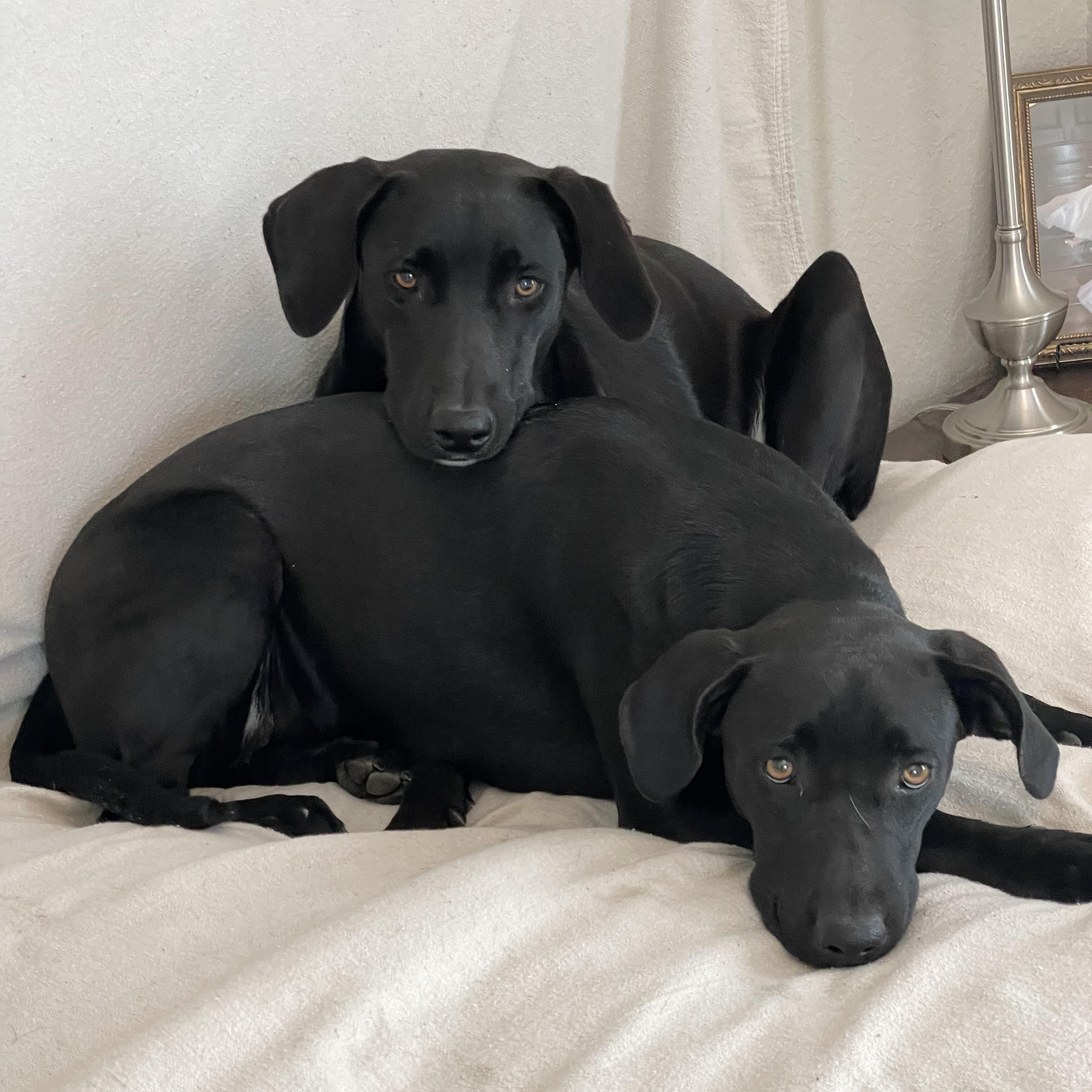 Astrid and Elin, a ADOPTABLE mixed breed in West Hartford , CT image 1/6